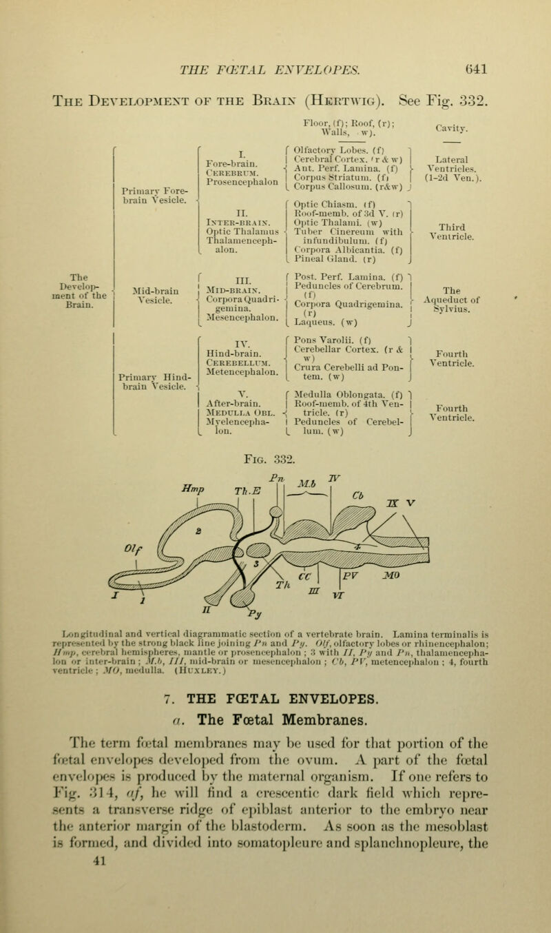 The Development of the Braix (Hertwig). See Fig. 332. The Develop- ment of the Brain. Primary Fore- brain Vesicle. Mid-brain Vesicle. Primary Hind- brain Vesicle. Fluor, (f); Roof, (r); Walls, w). j f Olfactory Lobes, (f) Fore-hriin ' Cerebral Cortex. »r Aw) ' rk rim 1 Ant. Perf. Lamina, u'i Pros™halon I Corpus striatum, (f, i rosencepnaion ^ Corpus Oallosum. (r&w) II. Inter-braix. Optic Thalamus Thalamenceph- alon. III. Mid-brain. Corpora Quadri- gemina. Mesence]>halon. IV. Hind-brain. Cerebellum. Metencephalon. V. After-brain. Medulla Obl. Myelencepha- lou. f Optic Chiasm, if) 1 Roof-memb. of3d V. ir) I < iptic Thalami. (w) Tuber Cinereum with - infundibulum. (f) Corpora Albieantia. (f) Pineal Gland, (r) J ( Post. Perf. Lamina, (f) 1 I Peduncles uf Cerebrum. I J (f) I Corpora Quadrigemina. j (r) [ Laipieus. (w) J \ P.»ii> Varolii, (f) Cerebellar Cortex, fr & I 1 w) I Crura Cerebelli ad Pon- | [ tern, (w) J f Medulla Oblongata, (f) 1 Roof-memb. of 4th Ven- | •{ tricle. (r) j- I Peduncles of Cerebel- L lum. (w) J Cavity. Lateral Ventricles. (l-2d Ven.) Third Ventricle. The Aqueduct of Sylvius. Fourth Ventricle. Fourth Ventricle. ..tudinal and vertical diagrammatic section of a vertebrate brain. Lamina terminalis. is represented by the strong black fine joining Pn and Py. 0(f, olfactory lobes or rhinencephalon; amp, cerebral hemispheres, mantle or prosencephalon : :'• with II, Py and /'». thalamencepha- lon or Inter-brain; .'/.'<, ///. mid-brain or mesencephalon; Cb, PV, metencephalon; 4, fourth ventricle; AfO, medulla. (Hdxlbt.) 7. THE FCETAL ENVELOPES. a. The Foetal Membranes. The term foetal membranes may be used for that portion of the foetal envelopes developed from the ovum. A part of the foetal envelopes is produced by the maternal organism. If one refers to Fig. ;il t, J, he will find a cresoentic dark field which repre- sents a transverse ridge of epiblasl anterior to the embryo near the anterior margin of the blastoderm. As Boon as tli<' mesoblast is formed, ;m<l divided into somatopleure andsplanchnopleure, the 41