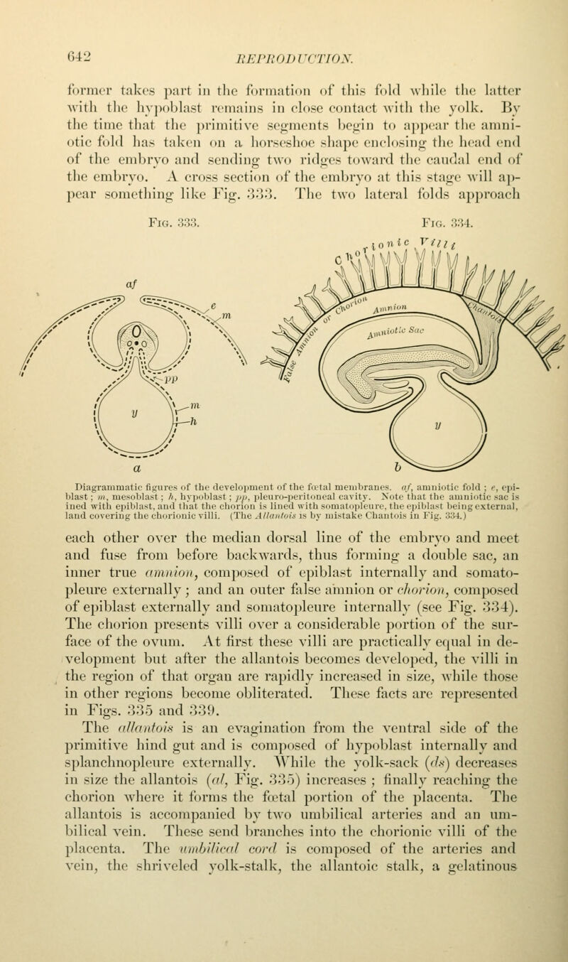 former takes part in the formation of this fold while the Latter with the hypoblast remains in close contact with the yolk. By the time that the primitive segments begin to appeal- the amni- otic fold has taken on a horseshoe shape enclosing the head end of the embryo and sending two ridges toward the caudal end of the embryo. A cross section of the embryo at this stage will ap- pear something like Fig. 333. The two lateral folds approach Fig. 333. I>iagraniruatie figures of the development of the fatal membranes, af, amniotic fold : i. epi- lilast : m, mesoblast; h, hypoblast ; pp, pleuro-peritoneal cavity. Note that the amniotic sac is Lned with epiblast, and that the chorion is lined with somatopleure, the epiblast being external, land covering the chorionic villi. (The Allantois is by mistake Chantoifl in Fig. 334.) each other over the median dorsal line of the embryo and meet and fuse from before backwards, thus forming a double sac, an inner true <nnn ion, composed of epiblast internally and somato- pleure externally ; and an outer false amnion or cliorion, composed of epiblast externally and somatopleure internally (see Fig. 334). The chorion presents villi over a considerable portion of the sur- face of the ovum. At first these villi are practically equal in de- velopment but after the allantoic becomes developed, the villi in the region of that organ are rapidly increased in size, while those in other regions become obliterated. These facts are represented in Figs. 335 and 339. The allantois is an evagination from the ventral side of the primitive hind gut and is composed of hypoblast internally and splanchnopleure externally. While the yolk-sack (dsj decreases in size the allantois (al, Fig. 335) increases ; finally reaching the chorion where it forms the foetal portion of the placenta. The allantois is accompanied by two umbilical arteries and an um- bilical vein. These send branches into the chorionic villi of the placenta. The umbilical cord is composed of the arteries and vein, the shriveled yolk-stalk, the allantoic stalk, a gelatinous