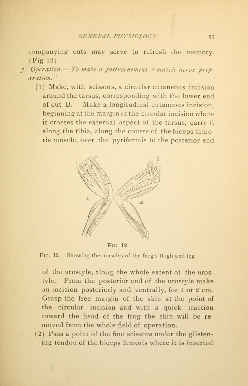 companying cuts may serve to refresh the memory. (Fig 12) j. Operation. — To make a gastrocnemius '■'■muscle nerve prep aration. (1) Make, with scissors, a circular cutaneous incision around the tarsus, corresponding with the lower end of cut B. Make a longitudinal cutaneous incision, beginning at the margin of the circular incision where it crosses the external aspect of the tarsus, carry it along the tibia, along the course of the biceps femo ris muscle, over the pyriformis to the posterior end Fig. 12. Fig. 12. Showing the muscles of the frog's thigh and leg. of the urostyle, along the whole extent of the uros- tyle. From the posterior end of the urostyle make an incision posteriorly and ventrally, for 1 or 2 cm. Grasp the free margin of the skin at the point of the circular incision and with a quick traction toward the head of the frog the skin will be re- moved from the whole field of operation. (2) Pass a point of the fine scissors under the glisten- ing tendon of the biceps femoris where it is inserted