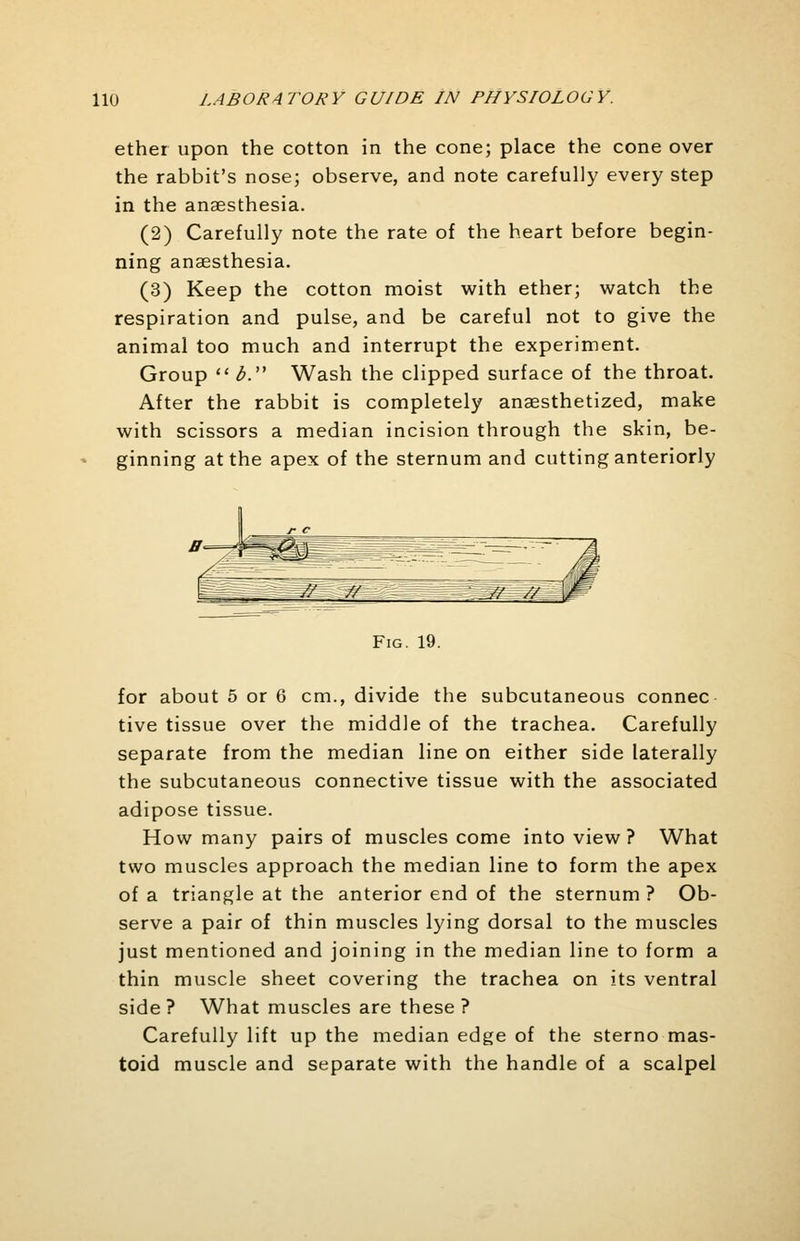 ether upon the cotton in the cone; place the cone over the rabbit's nose; observe, and note carefully every step in the anaesthesia. (2) Carefully note the rate of the heart before begin- ning anaesthesia. (3) Keep the cotton moist with ether; watch the respiration and pulse, and be careful not to give the animal too much and interrupt the experiment. Group  i>. Wash the clipped surface of the throat. After the rabbit is completely anaesthetized, make with scissors a median incision through the skin, be- ginning at the apex of the sternum and cutting anteriorly Fig. 19. for about 5 or 6 cm., divide the subcutaneous connec tive tissue over the middle of the trachea. Carefully separate from the median line on either side laterally the subcutaneous connective tissue with the associated adipose tissue. How many pairs of muscles come into view ? What two muscles approach the median line to form the apex of a triangle at the anterior end of the sternum ? Ob- serve a pair of thin muscles lying dorsal to the muscles just mentioned and joining in the median line to form a thin muscle sheet covering the trachea on its ventral side? What muscles are these ? Carefully lift up the median edge of the sterno mas- toid muscle and separate with the handle of a scalpel