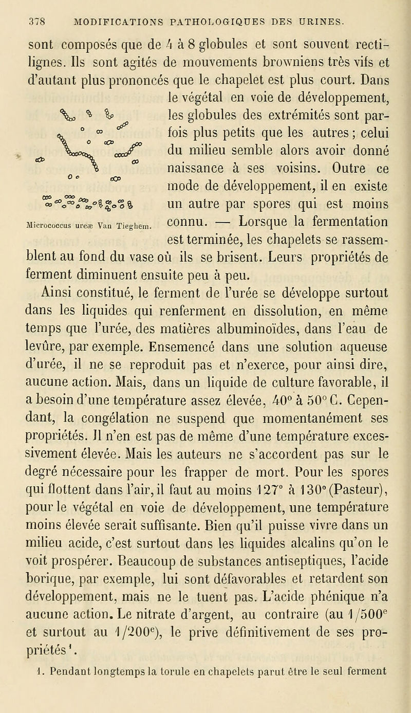 o» sont composés que de 4 à 8 globules et sont souvent recti- lignes. Ils sont agités de mouvements browniens très vifs et d'autant plus prononcés que le chapelet est plus court. Dans le végétal en voie de développement, '\c '^ % les globules des extrémités sont par- fois plus petits que les autres ; celui ^^„^ du milieu semble alors avoir donné naissance à ses voisins. Outre ce mode de développement, il en existe -^'*o^/^°^^oo% un autre par spores qui est moins Microcûccus ureae Van Tieghem. counu. — Lorsquc la fcrmcntation est terminée, les chapelets se rassem- blent au fond du vase où ils se brisent. Leurs propriétés de ferment diminuent ensuite peu à peu. Ainsi constitué, le ferment de l'urée se développe surtout dans les Hquides qui renferment en dissolution, en même temps que l'urée, des matières albuminoïdes, dans l'eau de levure, par exemple. Ensemencé dans une solution aqueuse d'urée, il ne se reproduit pas et n'exerce, pour ainsi dire, aucune action. Mais, dans un liquide de culture favorable, il a besoin d'une température assez élevée, 40° à 50° C. Cepen- dant, la congélation ne suspend que momentanément ses propriétés. Jl n'en est pas de même d'une température exces- sivement élevée. Mais les auteurs ne s'accordent pas sur le degré nécessaire pour les frapper de mort. Pour les spores qui flottent dans l'air,il faut au moins 127° à 130(Pasteur), pour le végétal en voie de développement, une température moins élevée serait suffisante. Bien qu'il puisse vivre dans un milieu acide, c'est surtout dans les hquides alcalins qu'on le voit prospérer. Beaucoup de substances antiseptiques, l'acide borique, par exemple, lui sont défavorables et retardent son développement, mais ne le tuent pas. L'acide phénique n'a aucune action. Le nitrate d'argent, au contraire (au 1/500® et surtout au 1/200°), le prive définitivement de ses pro- priétés '. i. Pendant longtemps la torule en chapelets parut être le seul ferment