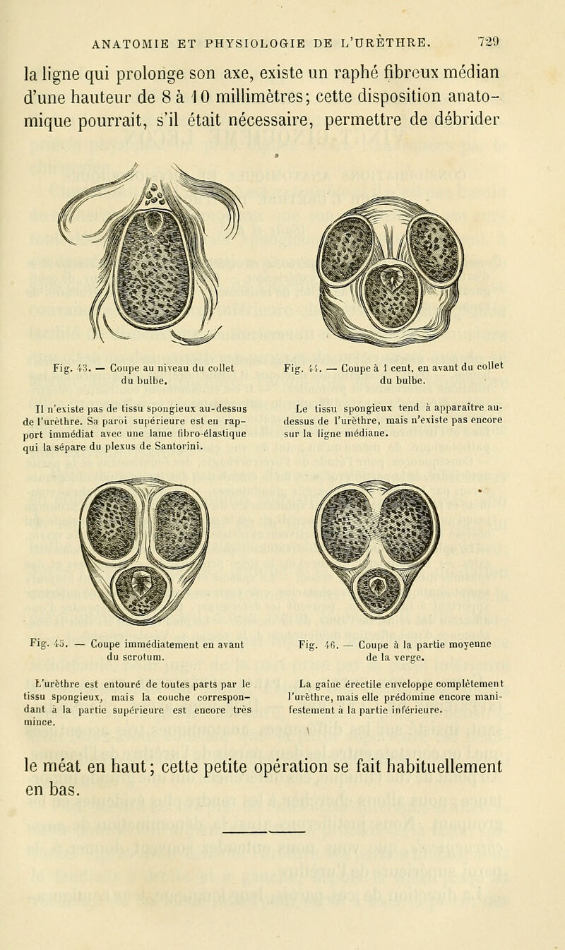la ligne qui prolonge son axe, existe un raphé fibreux médian d'une hauteur de 8 à 10 millimètres; cette disposition anato- mique pourrait, s'il était nécessaire, permettre de débrider Fig. 43. — Coupe au niveau du collet du bulbe. Fig. ii. — Coupe à 1 cent, en avant du collet du bulbe. Il n'existe pas de tissu spongieux au-dessus de l'urèthre. Sa paroi supérieure est en rap- port immédiat avec une lame fibro-élastique qui la sépare du plexus de Santorini. Le tissu spongieux tend à apparaître au- dessus de l'urètiire, mais n'existe pas encore sur la ligne médiane. Fig. Coupe immédiatement en avant du scrotum. L'urèthre est entouré de toutes parts par le tissu spongieux, mais la couche correspon- dant à la partie supérieure est encore très mince. Fig. AD. — Coupe à la partie moyenne de la verge. La gaine érectile enveloppe complètement l'urèthre, mais elle prédomine encore mani- festement à la partie inférieure. le méat en haut; cette petite opération se fait habituellement en bas.