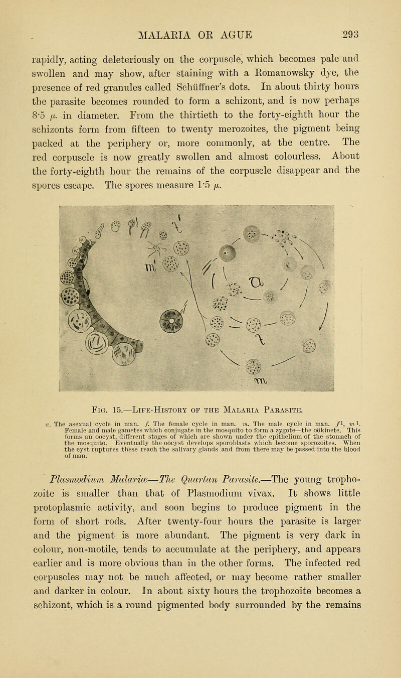 rapidly, acting deleteriously on the corpuscle, which becomes pale and swollen and may show, after staining with a Romanowsky dye, the presence of red granules called Schiiffner's dots. In about thirty hours the parasite becomes rounded to form a schizont, and is now perhaps 8-5 [M. in diameter. From the thirtieth to the forty-eighth hour the schizonts form from fifteen to twenty merozoites, the pigment being packed at the periphery or, more commonly, at the centre. The red corpuscle is now greatly swollen and almost colourless. About the forty-eighth hour the remains of the corpuscle disappear and the spores escape. The spores measure 1'5 fi. Fig. 15.—Life-History of the Malaria Parasite. a. The asexual cycle in man. /. The female cycle in man. m. The male cycle in man. /i, m i. Female and male gametes which conjugate in the mosquito to form a zygote—the ookinete. This forms an oocyst, ditferent stages of which are shown under the epithelium of the stomach of the mosquito. Eventually the oocyst develops sporoblasts which become sporozoites. When the cyst ruptures these reach the sali^•a^y glands and from there may be passed into the blood of man. Plasmodium Malarim—The Quartan Parasite.—The young tropho- zoite is smaller than that of Plasmodium vivax. It shows little protoplasmic activity, and soon begins to produce pigment in the form of short rods. After twenty-four hours the parasite is larger and the pigment is more abundant. The pigment is very dark in colour, non-motile, tends to accumulate at the periphery, and appears earlier and is more obvious than in the other forms. The infected red corpuscles may not be much affected, or may become rather smaller and darker in colour. In about sixty hours the trophozoite becomes a schizont, which is a round pigmented body surrounded by the remains