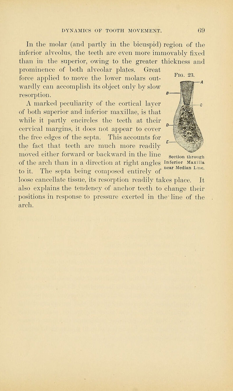 Fig. 23. In the molar (and partly in the bicuspid) region of the inferior alveolus, the teeth are even more immovably fixed than in the superior, owing to the greater thickness and prominence of both alveolar plates. Great force applied to move the lower molars out- wardly can accomplish its object only by slow resorption. A marked peculiarity of the cortical layer of both superior and inferior maxillae, is that while it partly encircles the teeth at their cervical margins, it does not appear to cover the free edges of the septa. This accounts for the fact that teeth are much more readily moved either forward or backward in the line of the arch than in a direction at right angles to it. The septa being composed entirely of loose cancellate tissue, its resorption readily takes place. It also explains the tendency of anchor teeth to change their positions in response to pressure exerted in the' line of the arch. Section through Inferior Maxilla near Median Line.