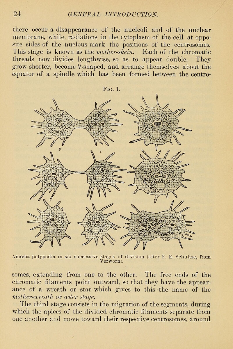there occur a disappearance of the nucleoli and of the nuclear membrane, while, radiations in the cytoplasm of the cell at oppo- site sides of the nucleus mark the positions of the centrosomes. This stage is known as the mother-skein. Each of the chromatic threads now divides lengthwise, so as to appear double. They grow shorter, become V-shaped, and arrange themselves about the equator of a spindle which has been formed between the centro- FlG. 1. Amoeba polypodia in six successive stages cif division (after F. E. Schultze, from Verwornj. somes, extending from one to the other. The free ends of the chromatic filaments point outward, so that they have the appear- ance of a wreath or star which gives to this the name of the mofher-ivreath or aster stage. The third stage consists in the migration of the segments, during which the apices of the divided chromatic filaments separate from one another and move toward their respective centrosomes, around