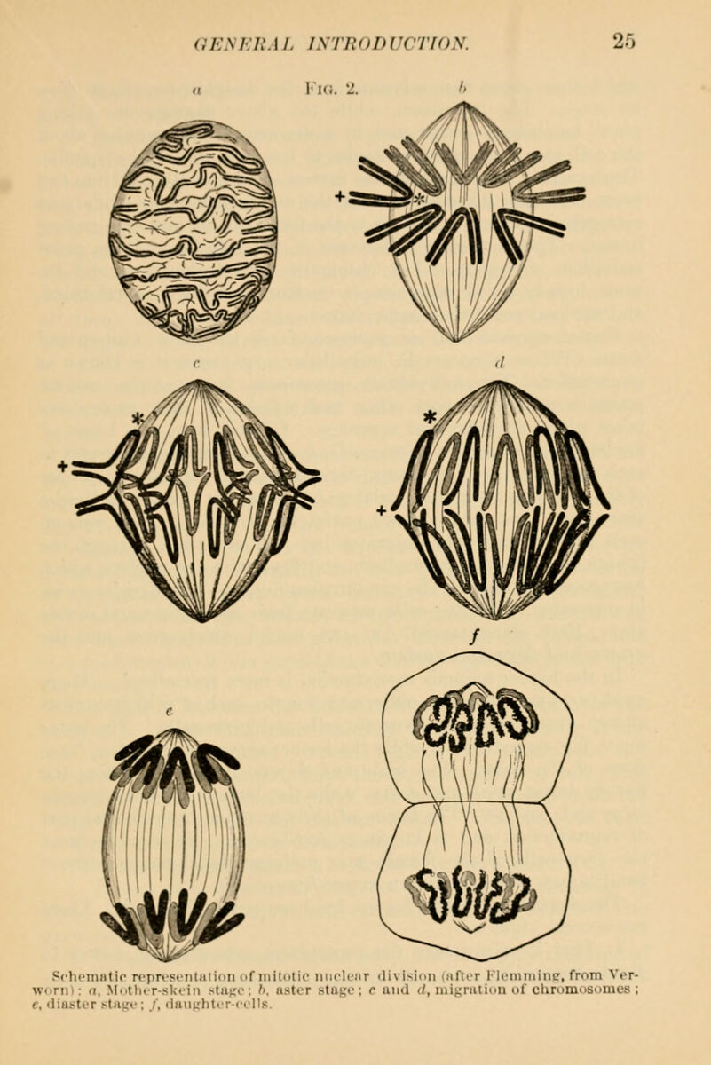 aESKi:.I /. IXTPiODlTTfON. a li(i. J. '' 25 Pchcmntii- n-priMiiiaiion of mitotic niioli'iir divisidii inliir I'li-iniiiinp, from Ver- \V(irii>: (I, Miitlur-skiin >taf;o: '>. aster stage; c and d, mignuion of chromosomes ; (, liiustrr .stu;;f ; /, (liiiij^'hlcr-i-olls.