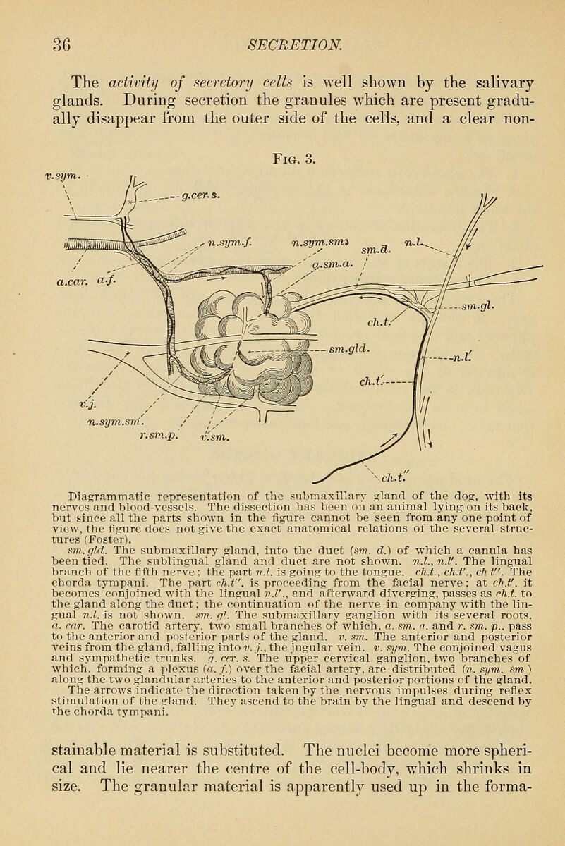 The activity of secretory cells is well shown by the salivary glands. During secretion the granules which are present gradu- ally disappear from the outer side of the cells, and a clear non- FiG. 3. v.sym V.J. nfi.sym.sm r.sm.p. v.sm. Diagrammatic representation of the submaxillary eland of the do,?, with its nerves and blood-vessels. The dissection has been on an animal lying on its back, but since all the parts shown in the figure cannot be seen from any one point of view, the figure does not give the exact anatomical relations of the several struc- tures (Foster). sm.gld. The submaxillary gland, into the duet (sm. d.) of which a canula has been tied. The sublingual gland and duct are not shown. n.L, n.V. The lingual branch of the fifth nerve ; the part n.l. is going to the tongue, ch.t, ch.t'., rht. The chorda tympani. The part ch.t. is proceeding from the facial nerve: at ch.t'. it becomes conjoined with the lingual n.l'., and afterward diverging, passes as rh.t. to the gland along the duct; the continuation of the nerve in company with the lin- gual n.l. is not shown. .«?w. fjl. The submaxillary ganglion with its several roots. n. car. The carotid artery, two small branches of which, o. sm,. n. and r. sm. p.. pass to the anterior and posterior parts of the gland, r. sm. The anterior and posterior veins from the gland, falling into v..j., the jugular vein. ?>. sym. The conjoined vagus and sympathetic trunks, rj. rer. s. The upper cervical ganglion, two branches of which, forming a plexus {n. f.) over the facial artery, are distributed fn. sym.. sm ) along the two glandular arteries to the anterior and posterior portions of the gland. The arrows indicate the direction taken by the nervous impulses during reflex stimulation of the arland. They ascend to the brain by the lingual and descend by the chorda tympani. stainable material is substituted. The nuclei become more spheri- cal and lie nearer the centre of the cell-body, which shrinks in size. The granular material is apparently used up in the forma-