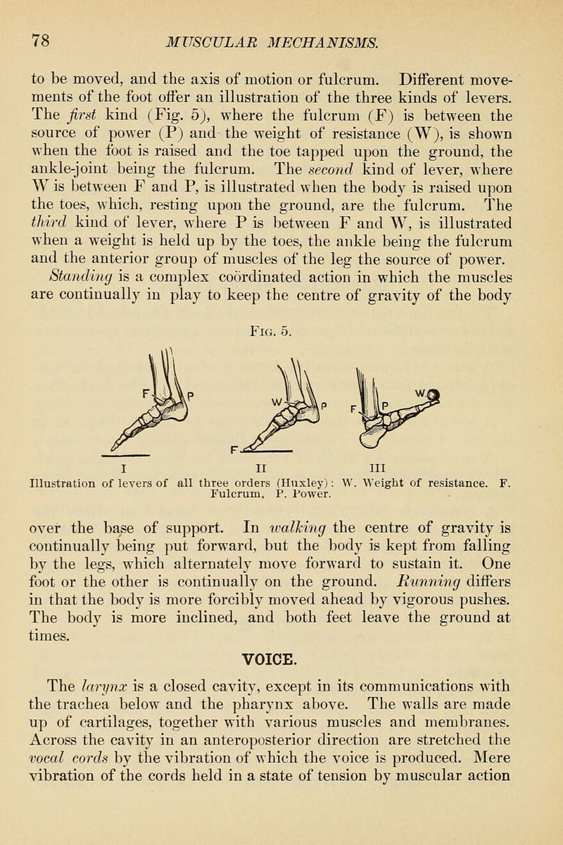 to be moved, and the axis of motion or fulcrum. Different move- ments of the foot offer an illustration of the three kinds of levers. The first kind (Fig. 5), where the fulcrum (F) is between the source of power (P) and^ the weight of resistance (W), is shown when the foot is raised and the toe tapped upon the ground, the ankle-joint being the fulcrum. The second kind of lever, where W is between F and P, is illustrated when the body is raised upon the toes, which, resting upon the ground, are the fulcrum. The third kind of lever, where P is between F and W, is illustrated when a weight is held up by the toes, the ankle being the fulcrum and the anterior group of muscles of the leg the source of power. Standing is a complex coordinated action in which the muscles are continually in play to keep the centre of gravity of the body Fig. 5. I II Illustration of levers of all three orders (Huxley); Fulcrum, P. Fower. Ill Weight of resistance. over the base of support. In xvalking the centre of gravity is continually being put forward, but the body is kept from falling by the legs, which alternately move forward to sustain it. One foot or the other is continually on the ground. Running differs in that the body is more forcibly moved ahead by vigorous pushes. The body is more inclined, and both feet leave the ground at times. VOICE. The larynx is a closed cavity, except in its communications with the trachea below and the pharynx above. The walls are made up of cartilages, together with various muscles and membranes. Across the cavity in an anteroposterior direction are stretched the vocal cords by the vibration of which the voice is produced. Mere vibration of the cords held in a state of tension by muscular action