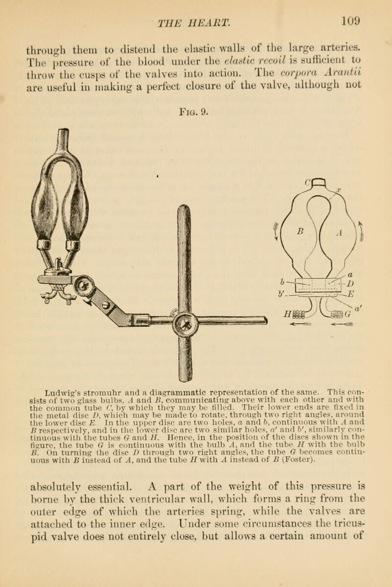 TIIJ-: HEART. lUU thr()U,t,'h them to distend the ehustic \\^\U of tlie hirge arteries. The i)re.ssuie ol the hiood under the rladic recoil iri «uHieient to throw the euspri of the viilves into action. The rorjioni Aruiitii are useful in making a perfect closure of the valve, although uot Fig. 9. Ludwig's stromuhr and ft diagrammatic representation of the same. This con- sists of two glass bulbs, ,1 and B, coranninicating above witli each other and with the common tube <\ by which they may be filled. Their lower ends are fixed in the metal disc I), which may be made to rotate, through two right angles, around (he lower disc E In tlie u)>per disc are two holes, a and h, continuous witli .1 and li respectively, and in the lower disc are two similar holes, n' an<l t)', similarly con- tinuous with the tubes G and //. Hence, in the position of the discs shown in the figure, the tube O is contin\ious with the bulb .l,and the tube //with the bulb li. On turning the disc I) thnmgh two right angles, the ttibe G becomes contin- uous with B instead of A, and the tube //with .1 in.stead of B (Foster). absolutely essential. A part of the weiirht of this pressure is borne liv the thick ventricular wiill. which forms a rintr from the outer edi^e of wliich tlie arteries sprintr, while the valves are attaelied to the inner edire. Under some circumstances the tricus- pid valve does not entirely close, but allows a certain amount of