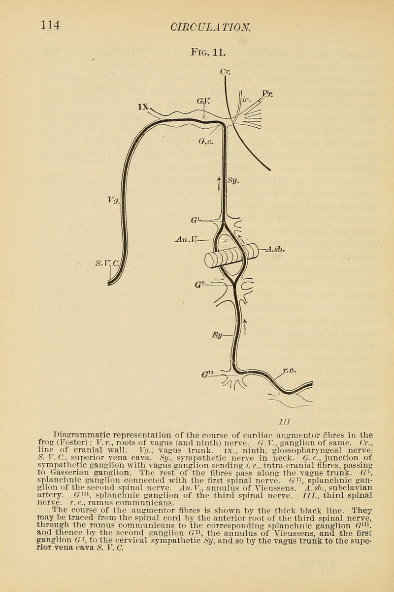 Fig. 11. s.r /// DiacTammatic representation of the course of cardiac auKmentor fibres in the frng (Foster): T'.r., roots of vagus (and ninth) nerve, r/. T'., ganglion of same. Cr., line of cranial wall. TV/., vagus trunk, ix., ninth, glossopharyngeal nerve, .s. V. C, superior vena cava. Sy., sympathetic nerve in neck. G. r., junction of sympathetic ganglion with vagus ganglion .sending i. c, intra-cranial fibres, passing to Gasserian ganglion. The rest of the fibres pass along the vagus trunk. (Ji, splanchnic ganglion connected with the first spinal nerve. G, splanchnic gan- glion of the second spinal nerve. ^?i. T'., annulus of Vieussens. yl. «&., subclavian artery. G'li, splanchnic ganglion of the third spinal nerve. III., third spinal nerve, r. c, ramus communicans. The course of the augmentor fibres is shown by the thick black line. They may be traced from the spinal cord by the anterior root of the third spinal nerve, through the ramus communicans to the corresponding splanchnic ganglion f?'. and thence by the second ganglion G^^, the annulus of Vieussens, and the first ganglion G^, to the cervical sympathetic Sy, and so by the vagus trunk to the supe- rior vena cava S. V. C.