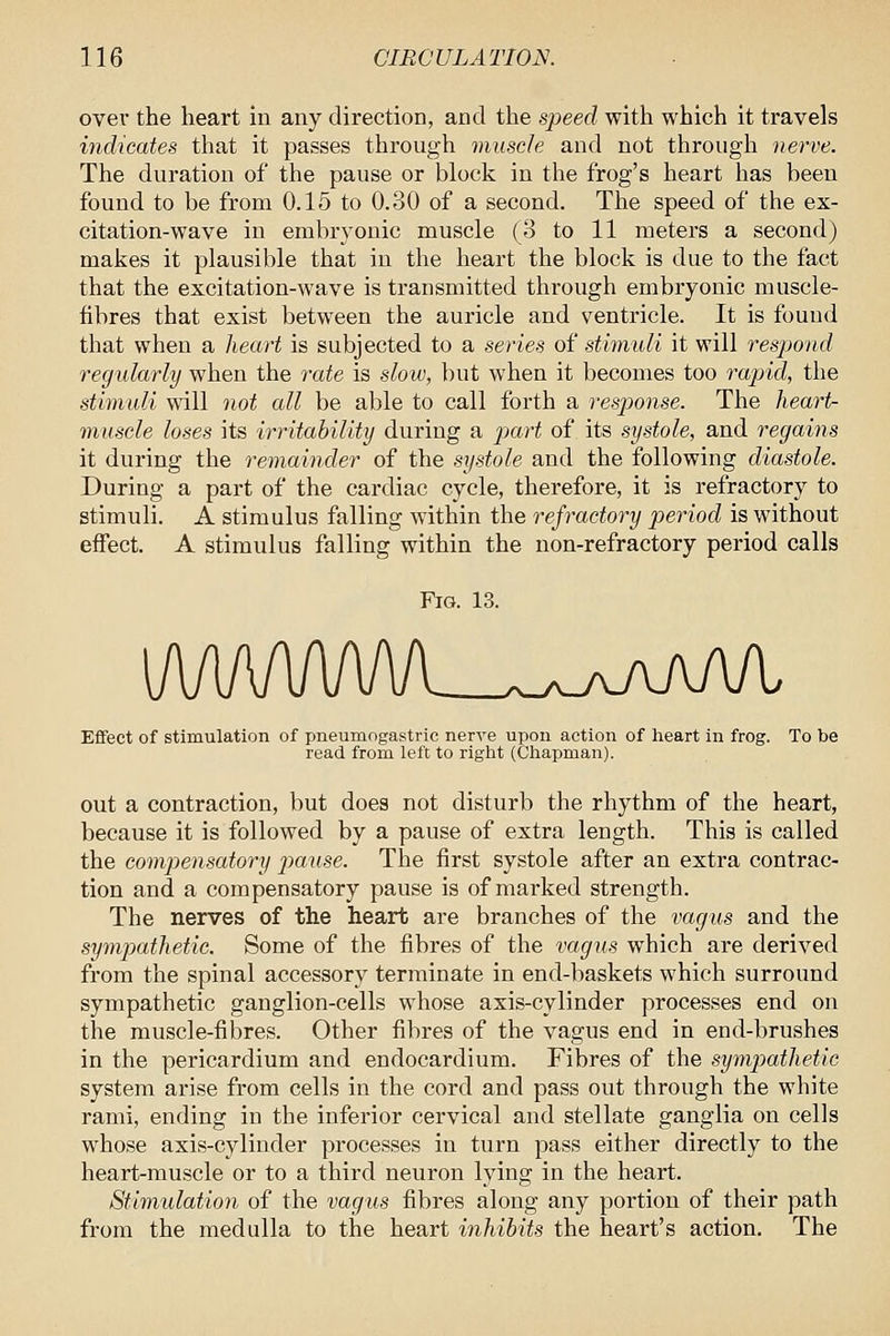 over the heart in any direction, and the speerf with which it travels indicates that it passes through muscle and not througli nerve. The duration of the pause or block in the frog's heart has been found to be from 0.15 to 0.30 of a second. The speed of the ex- citation-wave in embryonic muscle (3 to 11 meters a second) makes it plausible that in the lieart the block is due to the fact that the excitation-wave is transmitted through embryonic muscle- fibres that exist between the auricle and ventricle. It is found that when a heart is subjected to a series of stimuli it will respond regularly when the rate is slow, but when it becomes too rapid, the stimuli will not all be able to call forth a response. The heart- muscle loses its irritability during a part of its systole, and regains it during the remainder of the systole and the following diastole. During a part of the cardiac cycle, therefore, it is refractory to stimuli. A stimulus falling within the refractory period is without effect. A stimulus falling within the non-refractory period calls Fig. 13. l/\/lA/\/W\/L_.yvAAAA. Effect of stimulation of pneumogastric nerve upon action of heart in frog. To be read from left to right (Chapman). out a contraction, but does not disturb the rhythm of the heart, because it is followed by a pause of extra length. This is called the compensatory jmuse. The first systole after an extra contrac- tion and a compensatory pause is of marked strength. The nerves of the heart are branches of the vagus and the syvijMthetic. Some of the fibres of the vagus which are derived from the spinal accessory terminate in end-baskets which surround sympathetic ganglion-cells whose axis-cylinder processes end on the muscle-fibres. Other fibres of the vagus end in end-brushes in the pericardium and endocardium. Fibres of the sympathetic system arise from cells in the cord and pass out through the white rami, ending in the inferior cervical and stellate ganglia on cells whose axis-cylinder processes in turn pass either directly to the heart-muscle or to a third neuron lying in the heart. Stimulation of the vagus fibres along any portion of their path from the medulla to the heart inhibits the heart's action. The