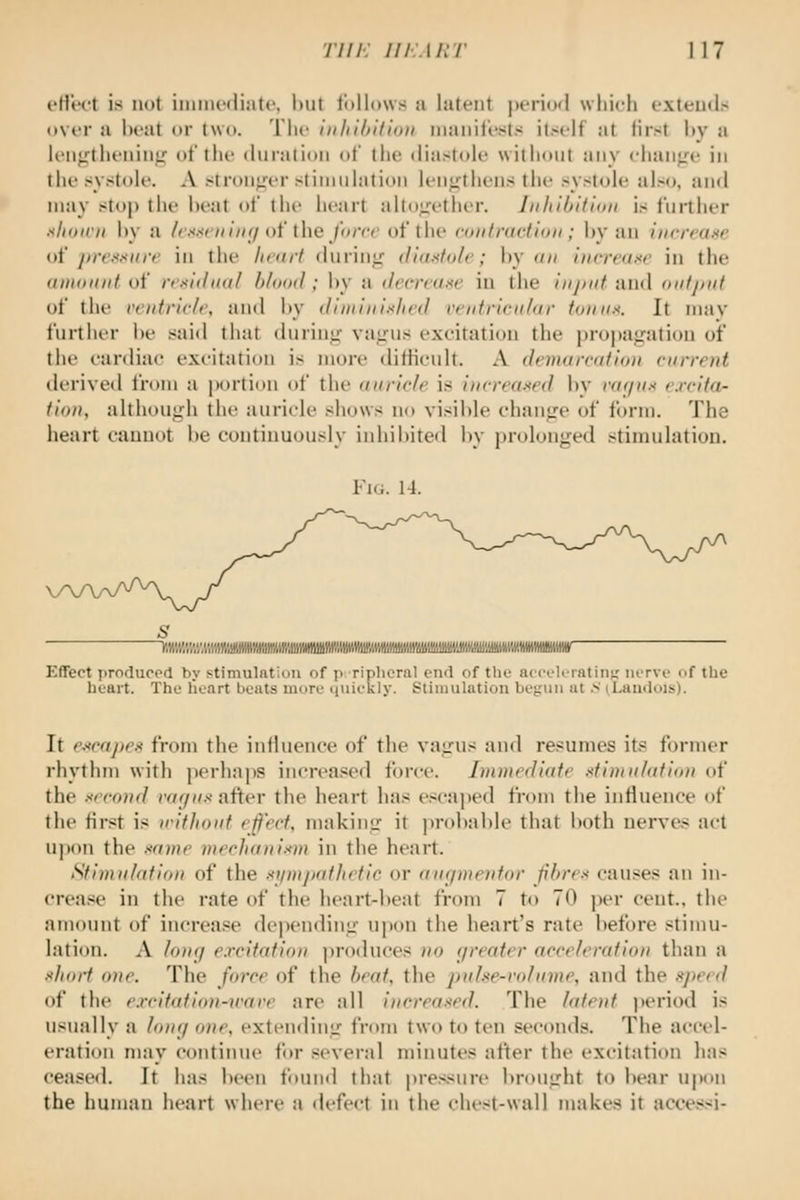 eHW't is not iinnuMlinte, l)ut follows u latent periofi which oxteuds oviT a lu'at or (wo. The inlilhifion inanifi'sts itself at first hy a leii;.ftheiiiii<; of the duralioii of (he diaslole without any ehanjre in the systole. A stronj,aM-sdniulation lengthens the .systole also, and may stop the heat of the heart altogether. Inhibition is further xlioH'tt hy a /('xsniinf/ oi' the force of the (•otilraction ; by an increase of ]>reKKurt' in the lieort during diastole; \)\ on increase in the amount of residual blood; hy a decrease in the injtiit and oiifjtitt of the ventricle, and hy diminished ventricular tonus. It inav further he said that during vagus excitation the j)roj)agati(«i of the cardiac excitation is more ditiicnlt. A demarcation current tlerived from a jMjrtion of the auricle is increased by var/us excita- tion, although the auricle shows no visible change of form. The heart cannot be continuously inhibited by prolonged stimulation. Fig. 14. 'y.vA\z\\\z%%mmwMmmwmm/immm'aiivMMmmMv^ Effect produced by stimulatidU f)f ]< ripliernl cml nf tlu' iKcvliintiriK iutvl' of the heart. The licart beats mure quickly. Stiimilatiuii begun at >' ^LaudoJs). It e-scajies from the influence of the vagus and resumes its former rhythm with perhaps increased force. Immediate stitnulafiini of the second r«7».*i after the heart has escaped from the influence of the first is without effect, making it probable that both uerve.< act upon the same mechanism in the heart. Stimulation of the siimj»athetic or augmevtor fibres causes an in- crea.se in the rate of the heart-beat from 7 to 70 per cent., the amount of increase de]HMiding upon the heart's rate before stimu- lation. A lonff excitation jiroduces no (jreater acceleration than a sfitirt one. The force of the beat, the pjilse-ndume, and the sj)erd i)f the e.rcitation-u'ave are all increased. The latent ])eriod is usually a long one, extending from two to ten seconds. The accel- eration may continue for .several minutes after the excitation has ceasetl. It ha.s been found that pressure brought to bear U|M>n the human heart where a defect in the chest-wall makes it acces>i-