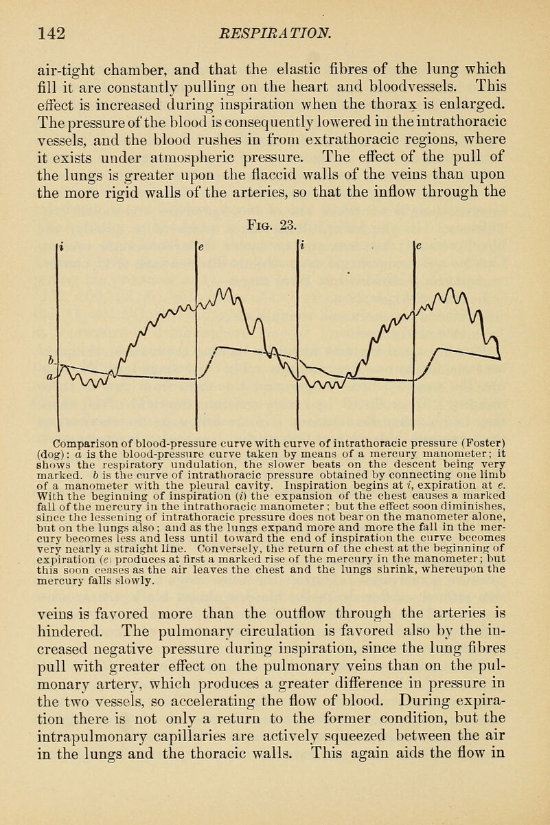 air-tight chamber, and that the elastic fibres of the lung which fill it are constantly pulling on the heart and bloodvessels. This eifect is increased during inspiration when the thorax is enlarged. The pressure of the blood is consequently lowered in the intrathoracic vessels, and the blood rushes in from extrathoracic regions, where it exists under atmospheric pressure. The efiect of the pull of the lungs is greater upon the flaccid walls of the veins than upon the more rigid walls of the arteries, so that the inflow through the Fig. 23. Comparison of blood-pressure curve with curve of intrathoracic pressure (Foster) (dog): a is the blood-pressure curve taken by means of a mercury manometer; it shows the respiratory undulation, the slower beats on the descent being very marked, b is the curve of intrathoracic pressure obtained by connecting one limb of a manometer with the pleural cavity. Inspiration begins at i, expiration at e. With the beginning of inspiration (i) the expansion of the chest causes a marked fall of the mercury in the intrathoracic manometer ; but the effect soon diminishes, since the lessening of intrathoracic pressure does not bear on the manometer alone, but on the lungs also ; and as the lungs expand more and more the fall in the mer- cury becomes less and less until toward the end of inspiration the curve becomes very nearly a straight line. Conversely, the return of the chest at the beginning of expiration (ei produces at first a marked rise of the mercury in the manometer; but this soon ceases as the air leaves the chest and the lungs shrink, whereupon the mercury falls slowly. veins is favored more than the outflow through the arteries is hindered. The pulmonary circulation is favored also by the in- creased negative pressure during inspiration, since the lung fibres pull with greater effect on the pulmonary veins than on the pul- monary artery, which produces a greater difference in pressure in the two vessels, so accelerating the flow of blood. During expira- tion there is not only a return to the former condition, but the intrapulmonary capillaries are actively squeezed between the air in the lungs and the thoracic walls. This again aids the flow in