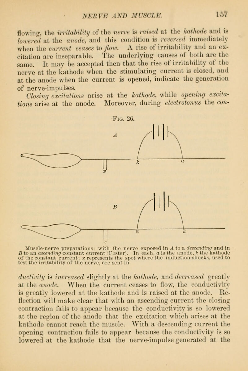 flowing, the irrltahilihi oft lie nmr is /v»t'W at the kniluxlr ami i.s /ofcewV ut the a/(o(/c, iiiul this cuiiditiuii is rrrcr.'<r(l iiimie(halcly when the current ceases to Jloir. A rise of irritiihility and an ex- citation are inseparable. The underlying causes of i)oth are the same. It may be accepted then that the rise of irritability of the nerve at the kathode when the stimulating current is elose<l, and at the anode when the current is opened, indicate the generation of nerve-impulses. CId.viki c.rdfofioiis arise at the kathode, while opening excita- tlon>< arise at the anode. Moreover, during c/cctrotoiim the co/i- FiG. 26. Muscle-nrrvc preparations: with the nerve exposed in ^1 to a desfCTifiinf/and in B to an asrending constant current' Foster). In eat-h, a is the anode, k the Itatliode of the constant current; x represents the spot where the induction-shocks, used to test the irritability of the nerve, are sent in. ductivify is increased slightly at the kathode, and decreased greatly at the anode. When the current ceases to flow, the conductivity is greatly lowered at the kathode and is raised at the anode. Re- flection will make clear that with an ascending current the closing contraction fails to apjiear because the conductivity is so lowered at the region of the anode that the excitation which arises at the kathode cannot reach the muscle With a descending current the opening contraction fails to appear because the comluctivity is so lowered at the kathode that the nerve-impulse generated at the