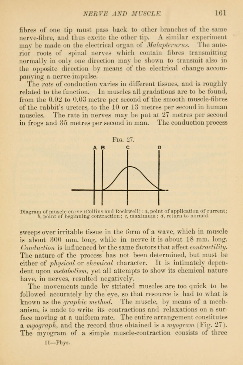 fibres of one tip must pass hack to other l)raiichc.s of the same nerve-tihre, and thus cxciti' tlie other tip. A siinihir experiment inav he made on tlie eh-etrical orjjan of Maliij>li'niriif<. The ante- rior roots of spinal nerves whicii contain Hhres transmittini; normally in only one direction may he shown to transmit also in the opposite direction hy means of the electrical change accom- panying a uerve-impulse. The rate of conduction varies in different tissues, and is roughly related to the function. In muscles all gradations are to be found, from the 0.02 to O.Oo metre per second of the smooth muscle-tihres of the rabbit's ureters, to the 10 or lo metres per second in human muscles. The rate in nerves may be put at 27 metres per .second iu frogs and 35 metres per second in man. The conductiou process Fic. Diagram of muscle-curve (Collins nnd Rockwelll: a, point of application of current; 6, point of begiuning contraction; c, maximum ; d, return to normal. sweeps over irritable tissue in the form of a wave, which in muscle is about 800 mm. long, while in nerve it is about 18 mm. long. ConduHion is influenced l)y the same factors that affect ooiifracfi/ifij. The nature of the process has not l>een determined, but must be either of phjisical or chemical character. It is intimately depen- dent upon metaboli.vn, yet all attempts to show its chemical nature have, in nerves, resulted negatively. The movements made by striated muscles are too (juick to be followed accuratelv by the eye, so that resource is had to what is known as the (jnijihic inetho'I. The muscle, by means of a mech- anism, is made to write its contractions ami relaxations on a sur- face moving at a uniform rate. The entire arrangenu-nt constitutes a myogrnph, and the record thus obtained is a myoiimm (Fig. 27). The myogram of a simple muscle-contraction consists of three 11—Phys.