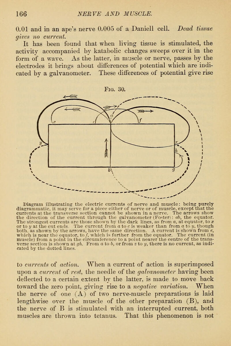 0.01 and in an ape's nerve 0.005 of a Daniell cell. Dead tissue gives no current It has been found that when living tissue is stimulated, the activity accompanied by katabolic changes sweeps over it in the form of a wave. As the latter, in muscle or nerve, passes by the electrodes it brings about differences of potential which are indi- cated by a galvanometer. These differences of potential give rise Fig. 30. >*—€^ Diagram illustrating the electric currents of nerve and muscle: being purely diagrammatic, it may serve for a piece either of nerve or of muscle, except that the currents at the transverse section cannot be shown in a nerve. The arrows show the direction of the current through the galvanometer (Foster): ab, the equator. The strongest currents are those shown by the dark lines, as from a, at equator, to x or to y a: the cut enris. The current froni a to c is weaker than from a to y, though both, as shown by the arrows, have the same direction. A current is shown from e, which is near the equator, to/, which i>; further from the equator. The current (in muscle) from a point in the circumference to a point nearer the centre of the trans- verse section is shown at gh. From a to 6, or from z to y, there is no current, as indi- cated by the dotted lines. to currents of action. When a current of action is superimposed upon a current of rest, the needle of the galvanometer having been deflected to a certain extent by the latter, is made to move back toward the zero point, giving rise to a negative variation. When the nerve of one (A) of two nerve-muscle preparations is laid lengthwise over the muscle of the other preparation (B), and the nerve of B is stimulated with an interrupted current, both muscles are thrown into tetanus. That this phenomenon is not