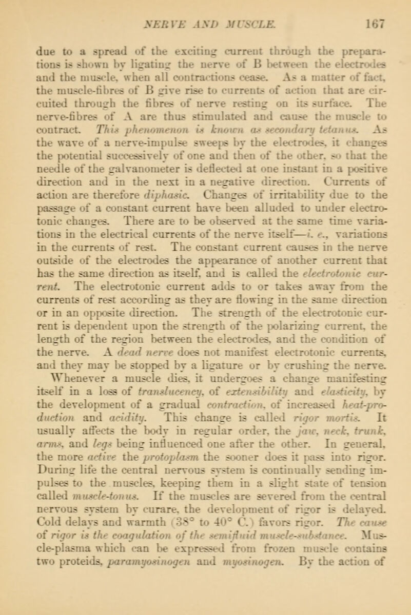 due to a spread of the exciting current throuirh the prepara- tions i:? ^howu by ligatiui: the uer\-e of B Wiween the electrodes and the nmst-le, when all c«jntra<-tion* cease. As a matter of fact, the muscle-tihres of B jrive rise to currents of action that are cir- cuited through the fibres? of nerve resting on it* surface. The ner\-e-fibre:s of A are thus stimulated and cause the muscle to contract. Thii phenomenon m known ws secondary tetanua. As the wave of a nerve-impulse sweejis by the electrodes, it changes the potential successively of one and then of the other, so that the needle of the galvanometer is dedei.te«l at one instant in a positive direction and in the next in a negative direction. Currents of action are therefore dipha-nc. Changes of irritability due to the passage of a constant current have been alluded to under electro- tonic changes. There are to be observed at the same time varia- tions in the electrical currents of the nerve itself—». e., variations in the currents of rest. The constant current causes in the nerve outside of the electrodes the appearance of another current that has the same direction as itself, and is called the electrotonie cur- rent. The electrotonie current adds to or takes away firom the currents of rest acconiing as they are dowing in the same direction or in an opposite direction. The strength of the electrotonie cur- rent is dependent upon the strength of the polarizing current, the length of the region between the electrodes, and the condition of the nerve. A dead nerre does not manifest electrotonie currents, and they may be stopped by a ligature or by crushing the nerve. Whenever a muscle dies, it undergoes a change manifesting itself in a loss of translucency, of extensibility and ela-iticity, by the development of a gradual contraction, of increased heat-pro- duction and acidity. This change is called rigor morti-i. It usually affects the bo<iy in regular order, the jaiCy neck, trunk, ann.<, and leg-i being intiuenced one after the other. In general, the more active the protopla.*m the sooner does it pass into rigor. During life the central nervous system is continually sending im- pulses to the muscles, keeping them in a slight state of tension called niuacle-tonus. If the muscles are severed from the central nervous system by curare, the development of rigor is delayed. Cold delays and warmth i 38° to 40° C.) favors rigor. The caujte of rigor is the cxtgnlation of the semijiuid mu-*cle-*iib<tanee. Mus- cle-plasma which can be expressed from frozen musc-le tx)niains two proteids, paramyosinogen and myosinogen. By the action of