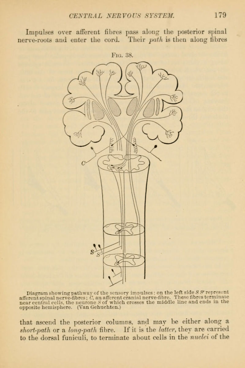 Impulses over afFcrcnt fibres pas.s aloiiir the posterior spinal nerve-rootd aud euter the curii. Their path is then aloug Hhreti Fi(i. ;j8. Diagram showing pathway of the sensory impulses: on the left side S ^ represent afTerent spinal nerve-fibres; C. an afferent cranial nerve-fibre. These fibres terminaie near central cells, the neurone .< of which crosses the middle line and ends in the opposite hemisphere. (Van Gehuchten.) that ascend the posterior columns, and may be either alone: a short-path or a lontj-path fibre. If it is the htfrr, they are carried to the dorsal funiculi, to terminate about cells in the nuclei of the