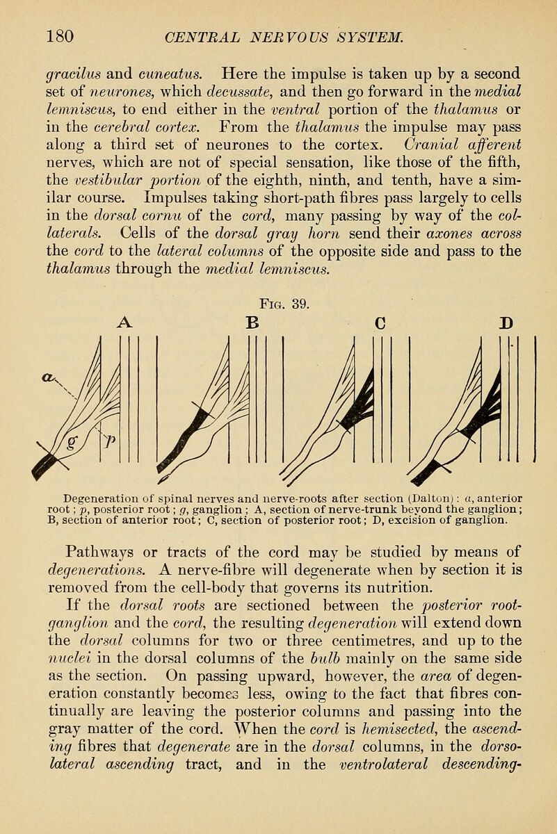 gracilus and cuneatus. Here the impulse is taken up by a second set of neurones, which decussate, and then go forward in the medial lemniscus, to end either in the ventral portion of the thalamus or in the cerebral cortex. From the thalamus the impulse may pass along a third set of neurones to the cortex. Cranial afferent nerves, which are not of special sensation, like those of the fifth, the vestibular portion of the eighth, ninth, and tenth, have a sim- ilar course. Impulses taking short-path fibres pass largely to cells in the dorsal cornu of the cord, many passing by way of the col- laterals. Cells of the dorsal gray horn send their axones across the cord to the lateral columns of the opposite side and pass to the thalamus through the medial lemniscus. Fig. 39. Degeneration of spinal nerves and nerve-roots after section (Dalton): a, anterior root; p, posterior root; g, ganglion ; A, section of nerve-trunk beyond the ganglion; B, section of anterior root; C, section of posterior root; D, excision of ganglion. Pathways or tracts of the cord may be studied by means of degenerations. A nerve-fibre will degenerate when by section it is removed from the cell-body that governs its nutrition. If the dorsal roots are sectioned between the posterior root- ganglion and the cord, the resulting degeneration will extend down the dorsal columns for two or three centimetres, and up to the nuclei in the dorsal columns of the bulb mainly on the same side as the section. On passing upward, however, the area of degen- eration constantly becomes less, owing to the fact that fibres con- tinually are leaving the posterior columns and passing into the gray matter of the cord. When the cord is hemisected, the ascend- ing fibres that degenerate are in the dorsal columns, in the dorso- lateral ascending tract, and in the ventrolateral descending-