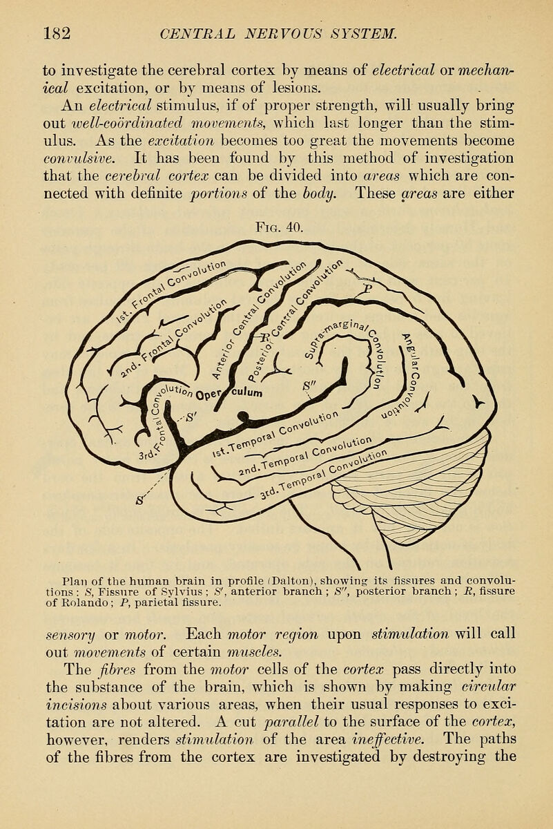 to investigate the cerebral cortex by means of electrical or mechan- ical excitation, or by means of lesions. An electrical stimulus, if of proper strength, will usually bring out well-coordinated movements, which last longer than the stim- ulus. As the excitation becomes too great the movements become convulsive. It has been found by this method of investigation that the cerebral cortex can be divided into areas which are con- nected with definite portions of the body. These areas are either Plan of the human brain in profile (Dalton), showing its fissures and convolu- tions : S, Fissure of Sylvius ; S', anterior branch ; S, posterior branch; R, fissure of Rolando; P, parietal fissure. sensory or motor. Each motor region upon stimulation will call out movements of certain muscles. The fibres from the motor cells of the cortex pass directly into the substance of the brain, which is shown by making circular incisions about various areas, when their usual responses to exci- tation are not altered. A cut parallel to the surface of the cortex, however, renders stimulation of the area ineffective. The paths of the fibres from the cortex are investigated by destroying the