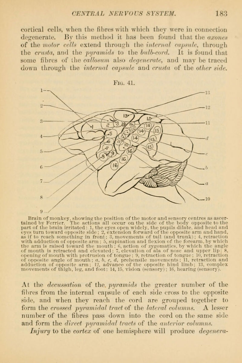 CENTi:. IL .\7v7.' \'() IS SYSTIJM. 18:J cortical celln, when [he fibres with wliicli tlicy wore in coimection tlogenerate. Jiy tliis inctliod it lias hi't-ii liniiul that the axoiifx of the motor ccll.-< extend throiiirli th(^ IntrDiol ntj)iinh\ throu^rii the criistd, and the pjintmltlH to the Imlh-rord. It is found tliat some iil)rcs of the caUoxnm also (hrjnu-roti', and may he traced down through the internal capsule aud crusta of the other side. Fi(.i. 41. 9 -/ Brain of monkey, showinyrthe position of the motor and sensory centres as ascer- tained l)y Ferrier. Tlie actions all occur on the side of the tmdy opposite to the part of tile bruin irritated : 1, the eyes open widely, the ]iiiiiils dilate, and head and eyes turn toward npimsite side : 2, extension furwiinl <«f the oTijMisite arm and hand, as if to reach something in front: .>, movements of tail (ancl trunk); 4, retraction with adduction of opposite arm ; .^, supination and tlexion of the forearm, by which the arm is raised toward the mouth : I'l, action of zypromatics, by whicli the anf;le of mouth is retracted and elevated: 7, elevatinn of ala of nose and upper lip: 8, openin^r of mouth witli i>rotrusion of tonsrue : ;•, ri'traction of tonpue: lo, retraction of opposite angle of niuuth ; (7, b. r, d, preliensile movenu'nts: 11, retraction and adduction of opposite arm: I.', advance of the opposite hind liml); 13, complex movements of thigh, leg, and foot: 14,15, vision (sensory); IR, hearing (sensory;. At the decussation of the. pjiraniids the irreater ininiher of the fii)res from the internal capsule of each side cross to the opposite side, and when they reach the cord are jTrouped together to form the crossf'<1 piiramidal trart oi' the latrral cohnnnx. A les.<er number of the fibres pa.ss down into the cord on the same side and form the direct j>yramidiil tractx of the a)itcrior columns. Injury to the cortex of one hemisphere will produce degenera-