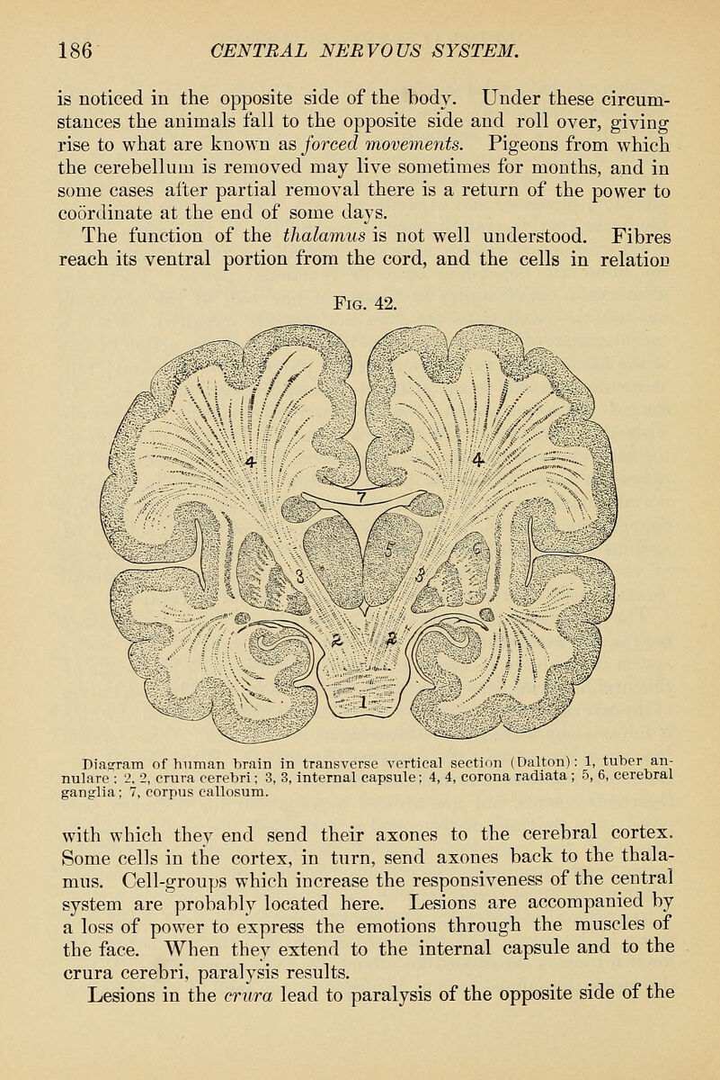 is noticed in the opposite side of the body. Under these circum- stances the animals fall to the opposite side and roll over, giving rise to what are known as forced movements. Pigeons from which the cerebellum is removed may live sometimes for months, and in some cases after partial removal there is a return of the power to coordinate at the end of some days. The function of the thalamus is not well understood. Fibres reach its ventral portion from the cord, and the cells in relation Fig. 42. Jl->^^:- / # / f 0$i0W Diasram of human brain in transverse vertical section (Dalton): 1, tuber an- nulare : 2, 2, crura cerebri; 3, 3, internal capsule; 4, 4, corona radiata; 5, 6, cerebral ganglia; 7, corpus callosum. with which they end send their axones to the cerebral cortex. Some cells in the cortex, in turn, send axones back to the thala- mus. Cell-groups which increase the responsiveness of the central system are probably located here. Lesions are accompanied by a loss of power to express the emotions through the muscles of the face. When they extend to the internal capsule and to the crura cerebri, paralysis results. Lesions in the crura lead to paralysis of the opposite side of the