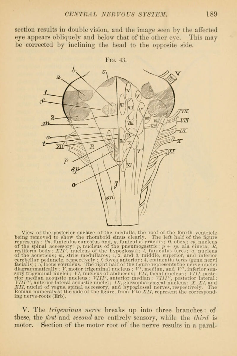 section results in douhk' vision, and the image seen hv the afrt-ftecl eye ai)pears oMicjiicly and Ik-Iuw that of the othiT eye. This may be corrected hy inclining the head to the opposite side. Fig. 43. View of the posterior surface of the imdullii, the ronf of the fourth ventricle beinp removed to show the rhomboid sinus dourly. The left half of the figure represents : Cn. funiculus cuneatus and, q, funiculus gracilis : O, obex : ■••■}}. nucleus of the spinal accessory; p, nucleus of the pneuniogastric; p + 8p. ala cincra; R, restiform bf>dy; XII', nucleus of the hypoglossal: ^ funiculus teres: a, nucleus of the acusticus; m, stria- mcdullares: i,-, and 3. middle, su]>eri()r, and inferior cerebellar peduncle, respectively : /, fovea anterior: J, eniinentia teres igenu nervi facialis): n, locus cooruleus. The right half of the figure represents the nerve-nuclei diagranimatieally: I', motor trigeminal nucleus: I', median, and l, inferior sen- sory trigemiiuil nuclei: 17, n\iclc\is of abduccMis: 177, facial nucleus: 1777, poste- rior median acoustic nucleus: 1777'. anterior meiiian ; 17/7, posterior lateral; VIII', anterior lateral acoustic nuclei: 7A', glossopharyngeal nucleus: A', A7, and A'/7, nuclei of vagus, spinal accessory, and liypoglossal nerves, respectively. The Roman numerals at the side of the figure, from I'to A7/, represent the correspond- ing nerve-roots (Erb). V. The tn'rfeyninus )ierve breaks up into three branches: of these, the first and seconrl are entirely sensory, while the third is motor. Section of the motor root of the nerve results in a paral-