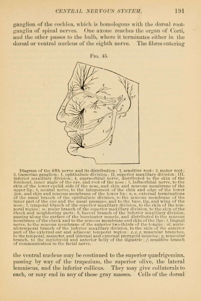 ci:\TIL I /. m:i: \'o i 's s ystem. IIJI paii<rlion of (he coclilfji. which is hoiiiuhj^-otis wilh the dor.-al root- ,ir:iiitrli:i of spinal iicrvcs. One axoiic reaches tlic oriran of ('orti, jiiitl the olhcr passes to the hull), where it terminates either in (he dorsal or ventral nucleus of (he eii,Mi(h nerve. The lihresentering Fui. 45. niaprain of tlio fifth nerve and its distribution : 1, sensitive root: 2, motor root; 3, (iasserinn Ranslion : I. ophtluilmic divisicm ; II, superior maxillary division ; III, inferior niiixillary division: 4, sui)raorbital nerve, distributed to the skin of the forehead, inner aiiirle of the eye. and r'n)t of the nf)se ; 'i, infraorbital nerve, to the skin of the lower eyelid, side of the nose, and skin and mucous membrane of the niilierliji: ti, mental nerve, to the integument of the ehin and edtre of the lower jaw, antl skin and mueo\i.s membrane <if the lower lip; n, u, external terminations of the nasal braiieh of tlie ophthalmic division, to the mucous membrane of the inner part of the eye and the nasal passasres, and to the base, tip, and win? of the nose: ^ temporal branch of the superior nnixillary division, to the skin fif the tem- poral rei-'ioii: »», malar branch of the superior maxillary division, to the skin of the cheek and neiehborintr parts: ^, Imccal branch of the inferior maxillary division, passing along tlie surface of the buccinator muscle, and distributed to tlie mucous membrane of the cheek and to the nnicous membrane and skin of the lips: /, linguftl nerve, to the mucous membrane of the anterior two-thirds of the tomrne : nl. auric- ulotemporal branch of the inferior maxillary division, to the skin (.f the anterior j)art of the external ear and adjacent temjioral region ; j.r. x, muscular branches, to the temiioral, masseter, and internal and external pterygoid muscles: i/, muscular branch, to the mylohyoid and anterior belly of the digastric;/, sensitive branch of communication to the facial nerve. the ventral nucleus may be continued to the superior quatlrioremina. passinir hv way of the trapezium. th(> superior olive, the lateral lemniscus, and the inferior collicus. They may jrive collaterals (o each, or may end iu any of these gray masses. Cells of the dorsal
