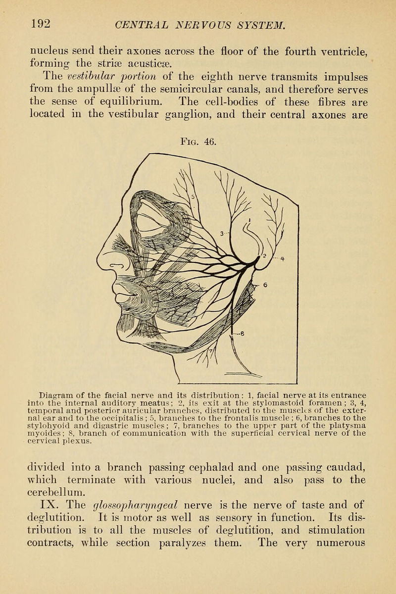 nucleus send their axones across the floor of the fourth ventricle, forming the strise acusticse. The vestibular portion of the eighth nerve transmits impulses from the ampullae of the semicircular canals, and therefore serves the sense of equilibrium. The cell-bodies of these fibres are located in the vestibular ganglion, and their central axones are Fig. 46. Diagram of the facial nerve and its distribution: 1, facial nerve at its entrance into the internal auditory meatus; 2, its exit at the stylomastoid foramen; 3, 4, temporal and posterior auricular branches, distributed to the muscks of the exter- nal ear and to the occipitalis; 5, branches to the frontalis muscle ; 6, branches to the stylohyoid and digastric muscles; 7, branches to the upper part of the platysma myoides; 8, branch of communication with the superficial cervical nerve of the cervical plexus. divided into a branch passing cephalad and one passing caudad, which terminate with various nuclei, and also pass to the cerebellum. IX. The glossopharyngeal nerve is the nerve of taste and of deglutition. It is motor as well as sensory in function. Its dis- tribution is to all the muscles of deglutition, and stimulation contracts, while section paralyzes them. The very numerous