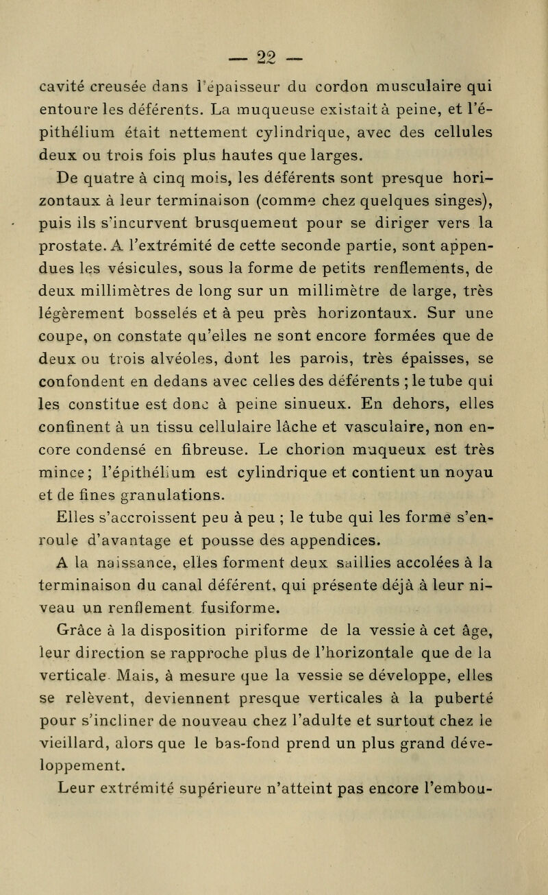 cavité creusée dans l'épaisseur du cordon musculaire qui entoure les déférents. La muqueuse existait à peine, et l'é- pithélium était nettement cylindrique, avec des cellules deux ou trois fois plus hautes que larges. De quatre à cinq mois, les déférents sont presque hori- zontaux à leur terminaison (comme chez quelques singes), puis ils s'incurvent brusquement pour se diriger vers la prostate. A l'extrémité de cette seconde partie, sont appen- dues les vésicules, sous la forme de petits renflements, de deux millimètres de long sur un millimètre de large, très légèrement bosselés et à peu près horizontaux. Sur une coupe, on constate qu'elles ne sont encore formées que de deux ou trois alvéoles, dont les parois, très épaisses, se confondent en dedans avec celles des déférents ; le tube qui les constitue est donc à peine sinueux. En dehors, elles confinent à un tissu cellulaire lâche et vasculaire, non en- core condensé en fibreuse. Le chorion muqueux est très mince; l'épithélium est cylindrique et contient un noyau et de fines granulations. Elles s'accroissent peu à peu ; le tube qui les formé s'en- roule d'avantage et pousse des appendices. A la naissance, elles forment deux saillies accolées à la terminaison du canal déférent, qui présente déjà à leur ni- veau un renflement fusiforme. Grâce à la disposition piriforme de la vessie à cet âge, leur direction se rapproche plus de l'horizontale que de la verticale Mais, à mesure que la vessie se développe, elles se relèvent, deviennent presque verticales à la puberté pour s'incliner de nouveau chez l'adulte et surtout chez le vieillard, alors que le bas-fond prend un plus grand déve- loppement. Leur extrémité supérieure n'atteint pas encore Tembou-