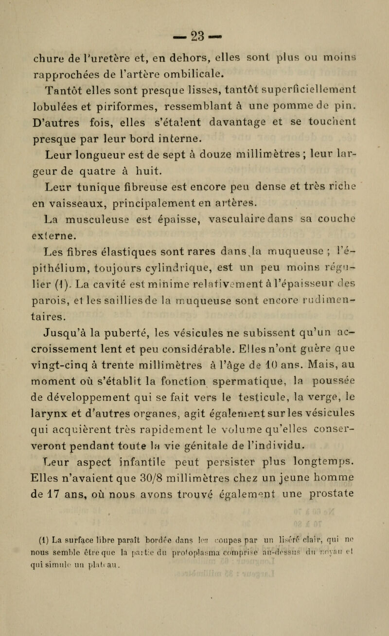 chure de Turetère et, en dehors, elles sont plus ou moins rapprochées de l'artère ombilicale. Tantôt elles sont presque lisses, tantôt superficiellement lobulées et piriformes, ressemblant à une pomme de pin. D'autres fois, elles s'étalent davantage et se touchent presque par leur bord interne. Leur longueur est de sept à douze millimètres ; leur lar- geur de quatre à huit. Leur tunique fibreuse est encore peu dense et très riche en vaisseaux, principalement en artères. La musculeuse est épaisse, vasculaire dans sa couche externe. Les fibres élastiques sont rares dans Ja muqueuse ; l'é- pithélium, toujours cylindrique, est un peu moins réii:ti~ lier (1), La cavité est minime relativement à l'épaisseur des parois, et les saillies de la muqueuse sont encore l'udimcn- taires. Jusqu'à la puberté, les vésicules ne subissent qu'un ac- croissement lent et peu considérable. Elles n'ont guère que vingt-cinq à trente millimètres à l'âge de 10 ans. Mais, au moment où s'établit la fonction spermatic|ue, la poussée de développement qui se fait vers le testicule, la verge, le larynx et d'autres organes, agit également sur les vésicules qui acquièrent très rapidement le volume qu'elles conser- veront pendant toute la vie génitale de l'individu. Leur aspect infantile peut persister plus longtemps. Elles n'avaient que 30/8 millimètres chez un jeune homme de 17 ans, où nous avons trouvé également une prostate (1) La surface libre paraît bordée dans h-.i rniipes par un lisérc clair, qui no nous semble être que la paitic du proloplni^Tia compri-e nu-dossii!^ du i:nynii et qui simule un pLili au.