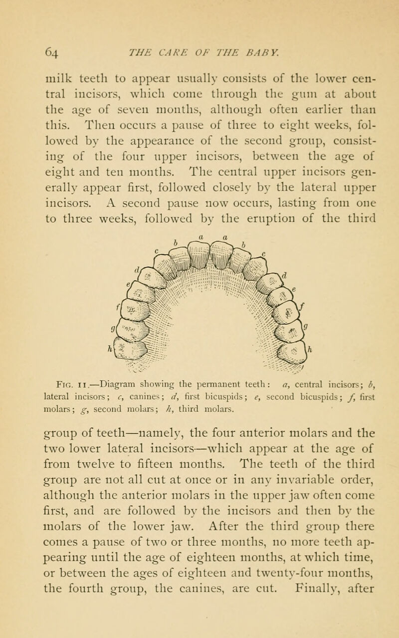 milk teeth to appear usually consists of the lower cen- tral incisors, which come through the gum at about the age of seven months, although often earlier than this. Then occurs a pause of three to eight w'eeks, fol- lowed by the appearance of the second group, consist- ing of the four upper incisors, between the age of eight and ten months. The central upper incisors gen- erally appear first, followed closely by the lateral upper incisors. A second pause now occurs, lasting from one to three weeks, followed by the eruption of the third Fig. II.—Diagram showing the permanent teeth: a, central incisors; b, lateral incisors; c, canines; d, first bicuspids; e, second bicuspids; f, first molars; g, second molars; //, third molars. group of teeth—namely, the four anterior molars and the two lower lateral incisors—which appear at the age of from twelve to fifteen months. The teeth of the third group are not all cut at once or in any invariable order, although the anterior molars in the upper jaw often come first, and are followed by the incisors and then by the molars of the lower jaw. After the third group there comes a pause of two or three months, no more teeth ap- pearing until the age of eighteen months, at which time, or between the ages of eighteen and twentv-four months, the fourth group, the canines, are cut. Finally, after