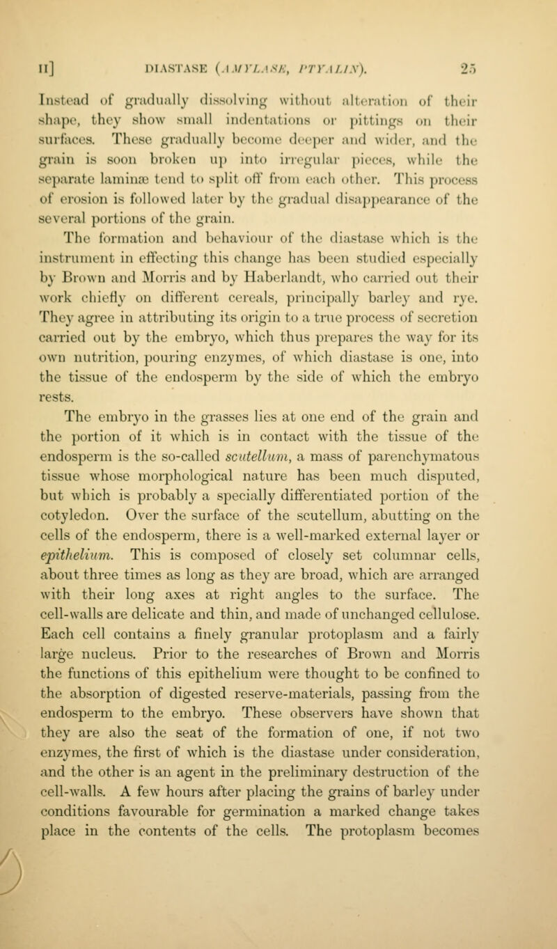 Instead of gnuliially dissolving without alteration of their shape, they show siiiall indentations or pittings on their surfaces. These gradually become deeper and wider, and the grain is soon broken up into irregular pieces, while the separate laminae tend to split off from each other. This process of erosion is followed later by the gradual disappearance of the several portions of the grain. The formation and behaviour of the diastase which is the instrument in effecting this change has been studied especially by Brown and Morris antl by Haberlandt, who carried out their work chiefly on different cereals, principally barley and rye. They agree in attributing its origin to a true process of secretion carried out by the embryo, which thus prepares the way for its own nutrition, pouring enzymes, of which diastase is one, into the tissue of the endosperm by the side of which the embryo rests. The embryo in the grasses lies at one end of the grain and the portion of it which is in contact with the tissue of the endosperm is the so-called sciitellum, a mass of parenchymatous tissue whose morphological nature has been much disputed, but which is probably a specially differentiated portion of the cotyledon. Over the surftxce of the scutellum, abutting on the cells of the endosperm, there is a well-marked external layer or epithelium. This is composed of closely set columnar cells, about three times as long as they are broad, w^hich are arranged with theii' long axes at right angles to the surface. The cell-walls are delicate and thin, and made of unchanged cellulose. Each cell contains a finely granular protoplasm and a fairly large nucleus. Prior to the researches of Browai and Morris the functions of this epithelium were thought to be confined to the absorption of digested reserve-materials, passing from the endosperm to the embryo. These observers have shown that they are also the seat of the formation of one, if not two enzymes, the first of which is the diastase under consideration, and the other is an agent in the preliminary destruction of the cell-walls. A few hours after placing the grains of barley under conditions favourable for germination a marked change takes place in the contents of the cells. The protoplasm becomes