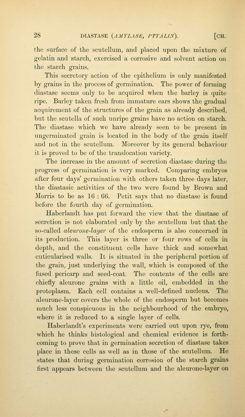 the surface of the scutellum, and placed upon the mixture of gelatin and starch, exercised a corrosive and solvent action on the starch grains. This secretory action of the epithelium is only manifested by grains in the process of germination. The power of forming diastase seems only to be acquired when the barley is quite ripe. Barley taken fresh from immature ears shows the gradual acquirement of the structures of the grain as already described, but the scutella of such unripe grains have no action on starch. The diastase which we have already seen to be present in ungerminated grain is located in the body of the gi'ain itself and not in the scutellum. Moreover by its general behaviour it is proved to be of the translocation variety. The increase in the amount of secretion diastase during the progress of germination is very marked. Comparing embryos after four days' germination with others taken three days later, the diastasic activities of the two were found by Brown and Morris to be as 16 : 66. Petit says that no diastase is found before the fourth day of germination. Haberlandt has put forward the view that the diastase of secretion is not elaborated only by the scutellum but that the so-called aleurone-layer of the endosperm is also concerned in its production. This layer is three or four rows of cells in depth, and the constituent cells have thick and somewhat cuticularised walls. It is situated in the peripheral portion of the grain, just underlying the wall, which is composed of the fused pericarp and seed-coat. The contents of the cells are chiefly aleurone grains with a little oil, embedded in the protoplasm. Each cell contains a well-defined nucleus. The aleurone-layer covers the whole of the endosperm but becomes much less conspicuous in the neighbourhood of the embryo, where it is reduced to a single layer of cells. Haberlandt's experiments were carried out upon rye, fi'om which he thinks histological and chemical evidence is forth- coming to prove that in germination secretion of diastase takes place in these cells as well as in those of the scutellum. He states that during germination corrosion of the starch grains first appears between the scutellum and the aleurone-layer on