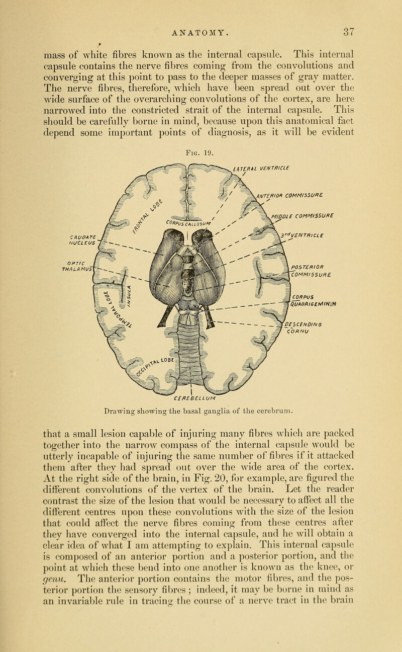 mass of white fibres known as the internal capsule. This internal capsule contains the nerve fibres coming from the convolutions and converging at this point to pass to the deeper masses of gray matter. The nerve fibres, therefore, which have been spread out over the wide surface of the overarching convolutions of the cortex, are here narrowed into the constricted strait of the internal capsule. This should be carefully borne in mind, because upon this anatomical fact depend some important points of diagnosis, as it will be evident Fig. 19. tUTEHAL VENTRICLE / OPTIC A/i/rf/IIO» C0f4M/i5l/»£ MW,DLB COMMISSURE 3'-<'VBNTRICLE posterior 'commissure CORPUS QUADRlGlhAIN'M DESCENDING C'ORNU CEREBELLUM Drawing showing the basal ganglia of the cerebrum. that a small lesion capable of injuring many fibres which are packed together into the narrow compass of the internal capsule would be utterly incapable of injuring the same number of fibres if it attacked them after they had spread out over the wide area of the cortex. At the right side of the brain, in Fig. 20, for example, are figured the different convolutions of the vertex of the brain. Let the reader contrast the size of the lesion that would be necessary to affect all the different centres upon these convolutions with the size of the lesion that could affect the nerve fibres coming from these centres after they have converged into the internal capsule, and he will obtain a clear idea of what I am attempting to explain. This internal capsule is composed of an anterior portion and a posterior portion, and the point at which those bend into one another is known as the knee, or (jeMU. The anterior portion contains the motor fibres, and the pos- terior portion tb(; sensory fibres; indeed, it may be borne in mind as an invarial)le rule in tracinir the course of a nerve tract in the brain