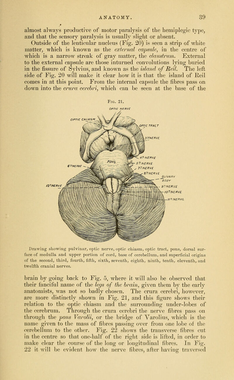 almost always productive of motor paralysis of the hemiplegic type, and that the sensory paralysis is usually slight or absent. Outside of the lenticular nucleus (Fig. 20) is seen a strip of white matter, which is known as the external capsule, in the centre of which is a narrow streak of gray matter, the claustrum. External to the external capsule are those inturned convolutions lying buried in the fissure of Sylvius, and known as the island of Reil, The left side of Fig. 20 will make it clear how it is that the island of Reil comes in at this point. From the internal capsule the fibres pass on down into the crura cerehn, which can be seen at the base of the Fig. 21. OPTIC NERVC OPTIC CHIASM 9-N£RV£ lO-NCRVC. Drawing showing pulvinar, optic nerve, optic chiasm, optic tract, pons, dorsal sur- face of medulla and upper portion of cord, base of cerebellum, and superficial origins of the second, third, fourth, fifth, sixth, seventh, eighth, ninth, tenth, eleventh, and twelfth cranial nerves. brain by going back to Fig. 5, where it will also be observed that their fanciful name of the legs of the brain, given them by the early anatomists, was not so badly chosen. The crura cerebri, however, are more distinctly shown in Fig. 21, and this figure shows their relation to the optic chiasm and the surrounding under-lobes of the cerebrum. Through the crura cerebri the nerve fibres pass on through the pons Varolii, or the bridge of Varolius, which is the name given to the mass of fibres passing over from one lobe of the cerebellum to the other. Fig. 22 shows the transverse fibres cut in the centre so that one-half of the right side is lifted, in order to make clear the course of the long or longitudinal fibres. In Fig. 22 it will })e evident how the nerve fibres, after having traversed