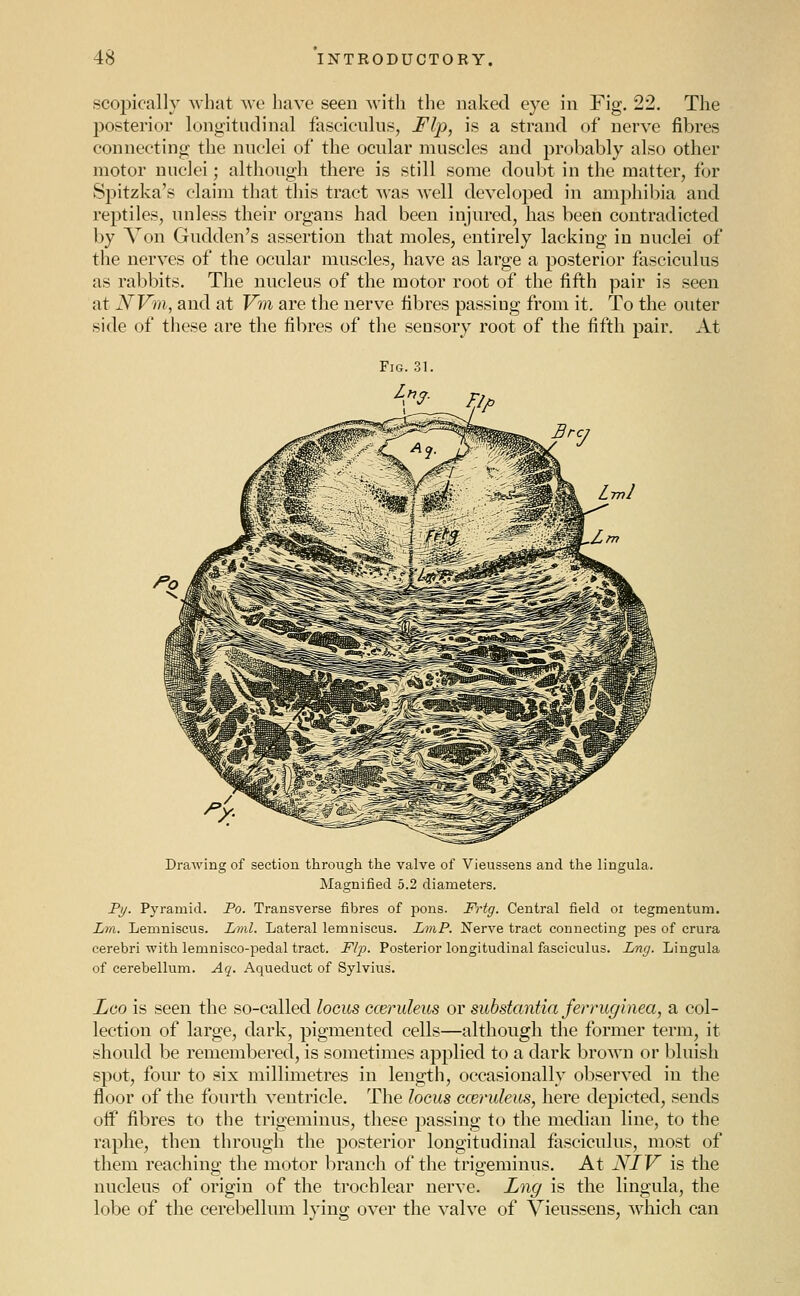 scopioally what Ave have seen with the naked eye in Fig. 22. The posterior longitudinal fascieulns, Flp, is a strand of nerve fibres connecting the nnclei of the ocular muscles and probably also other motor nuclei; although there is still some doubt in the matter, for Spitzka's claim that this tract was well developed in amphibia and reptiles, unless their organs had been injured, has been contradicted by Von Gudden's assertion that moles, entirely lacking in nuclei of the nerves of the ocular muscles, have as large a posterior fasciculus as rabbits. The nucleus of the motor root of the fifth pair is seen at NVm, and at Vm are the nerve fibres passing from it. To the outer side of these are the fibres of the sensory root of the fifth pair. At Drawing of section through the valve of Vieussens and the lingula. Magnified 5.2 diameters. Pj/. Pyramid. Po. Transverse fibres of pons. Frtg. Central field oi tegmentum. Jjm. Lemniscus. L7nl. Lateral lemniscus. LmP. Nerve tract connecting pes of crura cerebri with lemnisco-pedal tract. Ftp. Posterior longitudinal fasciculus. Lng. Lingula of cerebellum. Aq. Aqueduct of Sylvius. Leo is seen the so-called locus cceruleus or substantia ferniginea, a col- lection of large, dark, pigmented cells—although the former term, it should be remembered, is sometimes applied to a dark brown or bluish spot, four to six millimetres in length, occasionally observed in the floor of the fourth ventricle. The locus cceruleus, here depicted, sends off fibres to the trigeminus, these passing to the median line, to the raphe, then through the posterior longitudinal fasciculus, most of them reaching the motor branch of the trigeminus. At NIV is the nucleus of origin of the trochlear nerve. Lng is the lingula, the lobe of the cerebellum lying over the valve of Vieussens, Avhich can