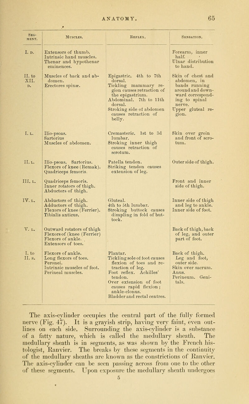 Seg- ment. Muscles. Keflex. Sensation. I. D. Extensors of thumb. Forearm, inner Intrinsic hand muscles. half. Thenar and hypothenar Ulnar distribution eminences. to hand. 11. to Muscles of back and ab- Epigastric. 4th to 7th Skin of chest and XII. domen. dorsal. abdomen, in D. Erectores spinee. Tickling mammary re- bands running gion causes retraction of around and down- the epigastrium. ward correspond- Abdominal. 7th to 11th ing to spinal dorsal. nerve. Stroking side of abdomen Upper gluteal re- causes retraction of gion. belly. I. L. Ilio-psoas. Cremasteric. 1st to 3d Skin over groin Sartorius lumbar. and front of scro- Muscles of abdomen. Stroking inner thigh causes retraction of scrotum. tum. II. L. Ilio-psoas. Sartorius. Patella tendon. Outer side of thigh. Flexors of knee (Remak). Striking tendon causes Quadriceps femoris. extension of leg. III. L. Quadriceps femoris. Front and inner Inner rotators of thigh. side of thigh. Abductors of thigh. IV. L. Abductors of thigh. Gluteal. Inner side of thigh Adductors of thigh. 4th to 5th lumbar. and leg to ankle. Flexors of knee (Ferrier). Stroking buttock causes Inner side of foot. Tibialis anticus. dimpling in fold of but- tock. V. L, Outward rotators of thigh ■ Back of thigh, back Flexors of (knee (Ferrier) of leg, and outer Flexors of ankle. part of foot. Extensors of toes. I. to Flexors of ankle. Plantar. Back of thigh. U.S. Long flexors of toes. Tickling sole of foot causes Leg and foot, Peronei. flexion of toes and re- outer side. Intrinsic muscles of foot. traction of leg. Skin over sacrum. Perineal muscles. Foot reflex. Achilles' Anus. tendon. Perineum. Geni- Over extension of foot tals. causes rapid flexion; ankle-clonus. Bladder and rectal centres. The axis-cyliuder occupies the central part of the fully formed nerve (Fig. 47). It is a grayish strip, having very faint, even out- lines on each side. Surrounding the axis-cylinder is a substance of a fatty nature, vvhich is called the medullary sheath. The medullary sheath is in segments, as was shown by the French his- tologi.st, Ranvier. The breaks by these segments in the coutiuuity <jf the medullary sheaths are known as the constrictions of Ranvier. The axis-cylinder can be seen passing across from one to the other of these segments. Upon exposure the medullary sheath undergoes 6