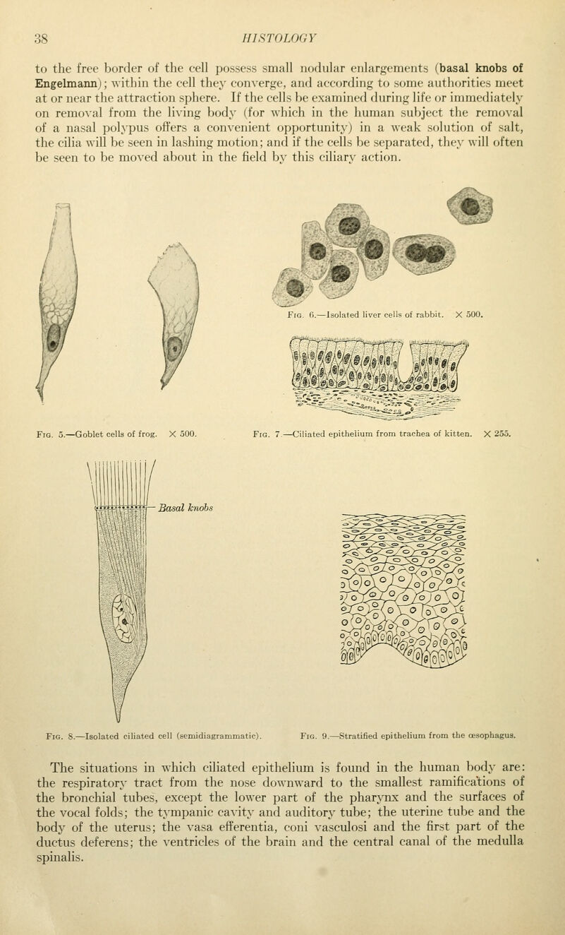 to the free border of the cell possess small nodular enlargements (basal knobs of Engelmaiin); within the cell they converge, and according to some authorities meet at or near the attraction sphere. If the cells be examined during life or immediately on removal from the living body (for which in the human subject the removal of a nasal polypus offers a convenient opportunity') in a weak solution of salt, the cilia will be seen in lashing motion; and if the cells be separated, they will often be seen to be moved about in the field bv this ciliarv action. ' %& Fro. 6.—Isolated liver cells of rabbit. X 500. Fig. 5.—Goblet cells of frog. X 500. Fig. 7.—Ciliated epithelium from trachea of kitten. X 255. lifn'HrHHT'Sasal knobs Fig. 8.—Isolated ciliated cell (semidiagrammatic). Fig. 9.—Stratified epithelium from the oesophagus. The situations in which ciliated epithelium is found in the human body are: the respiratory tract from the nose downward to the smallest ramifications of the bronchial tubes, except the lower part of the pharynx and the surfaces of the vocal folds; the tympanic cavity and auditory tube; the uterine tube and the body of the uterus; the vasa efferentia, coni vasculosi and the first part of the ductus deferens; the ventricles of the brain and the central canal of the medulla spinalis.