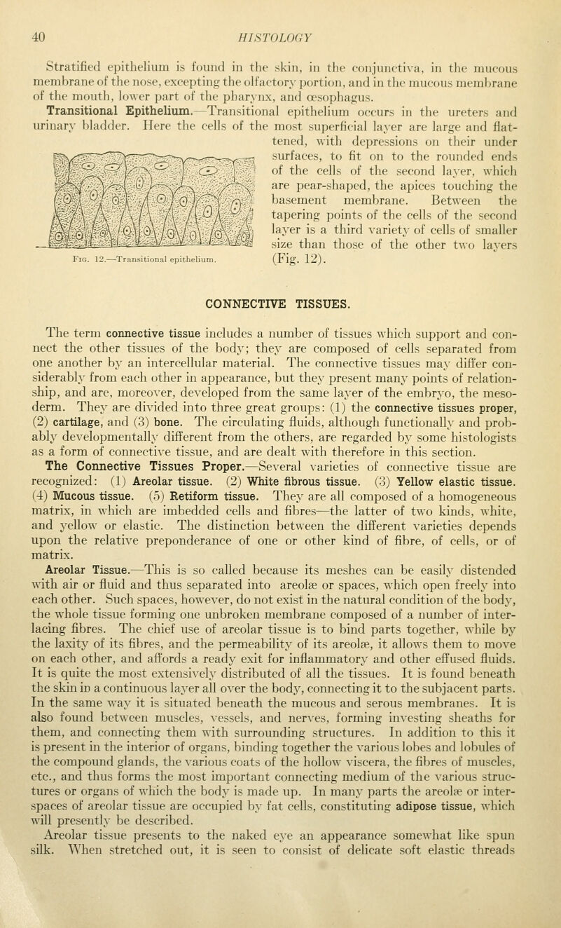 Stratified epithelium is found in the skin, in the conjunctiva, in the nuicous membrane of the nose, excepting the olfactory portion, and in the mucous membrane of the mouth, lower part of the pharynx, and oesophagus. Transitional Epithelium.—Transitional epithelium occurs in the ureters and urinary bladder. Here the cells of the most superficial layer are large and flat- tened, with depressions on their under surfaces, to fit on to the rounded ends of the cells of the second layer, which are pear-shaped, the apices touching the basement membrane. Between the tapering points of the cells of the second layer is a third variety of cells of smaller size than those of the other two layers Fig. 12.—Transitional epithelium. (Fig. 12). CONNECTIVE TISSUES. The term connective tissue includes a number of tissues which support and con- nect the other tissues of the body; they are composed of cells separated from one another b}' an intercellular material. The connective tissues may differ con- siderably from each other in appearance, but they present many points of relation- ship, and are, moreover, developed from the same layer of the embryo, the meso- derm. They are divided into three great groups: (1) the connective tissues proper, (2) cartilage, and (3) bone. The circulating fluids, although functionally and prob- ably developmentally different from the others, are regarded by some histologists as a form of connective tissue, and are dealt with therefore in this section. The Connective Tissues Proper.—Several varieties of connective tissue are recognized: (Ij Areolar tissue. (2) White fibrous tissue. (3) Yellow elastic tissue. (4) Mucous tissue. (5) Retiform tissue. They are all composed of a homogeneous matrix, in which are imbedded cells and fibres—the latter of two kinds, white, and yellow or elastic. The distinction between the different varieties depends upon the relative preponderance of one or other kind of fibre, of cells, or of matrix. Areolar Tissue.—This is so called because its meshes can be easily distended with air or fluid and thus separated into areolae or spaces, which open freely into each other. Such spaces, however, do not exist in the natural condition of the body, the whole tissue forming one unbroken membrane composed of a number of inter- lacing fibres. The chief use of areolar tissue is to bind parts together, while by the laxity of its fibres, and the permeability of its areolae, it allows them to move on each other, and affords a ready exit for inflammatory and other effused fluids. It is quite the most extensively distributed of all the tissues. It is found beneath the skin in a continuous layer all over the body, connecting it to the subjacent parts. In the same way it is situated beneath the mucous and serous membranes. It is also found between muscles, vessels, and nerves, forming investing sheaths for them, and connecting them with surrounding structures. In addition to this it is present in the interior of organs, binding together the ^'arious lobes and lobules of the compound glands, the various coats of the hollow viscera, the fibres of muscles, etc., and thus forms the most important connecting medium of the various struc- tures or organs of which the body is made up. In many parts the areolae or inter- spaces of areolar tissue are occupied by fat cells, constituting adipose tissue, which will presently be described. Areolar tissue presents to the naked eye an appearance somewhat like spun silk. When stretched out, it is seen to consist of delicate soft elastic threads