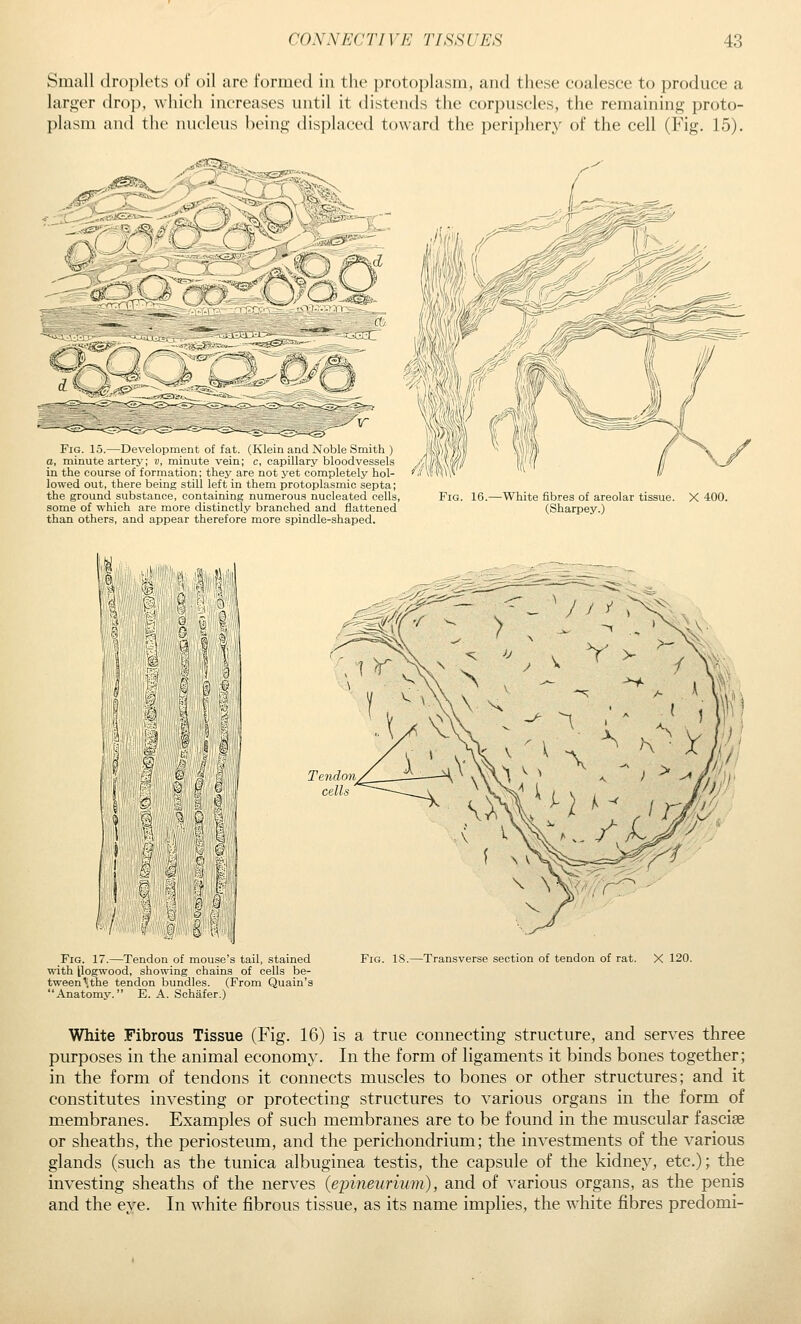 Small droplets of oil are formed in the protoplasm, and these coalesce to produce a larger drop, which increases until it distends the corpuscles, the remaining proto- plasm and the nucleus being displaced toward the periphery of the cell (Fig. 15). Fig. 15.—Development of fat. (Kloiii and Xoble Smith ) a, minute artery; v, minute vein; e, capillary bloodvessels in the course of formation; they are not yet completely hol- lowed out, there being still left in them protoplasmic septa; the ground substance, containing numerous nucleated cells, some of which are more distinctly branched and flattened than others, and appear therefore more spindle-shaped. Fig. 16. -White fibres of areolar tissue. X 400. (Sharpey.) ijlll, ^^ 9ii!|i' I 1 u Fig. 17.—Tendon of mouse's tail, stained with [logwood, showing chains of cells be- tween'(the tendon bundles. (From Quain's Anatomy. E. A. Schafer.) Fig. is.—Transverse section of tendon of rat. X 120. White .Fibrous Tissue (Fig. 16) is a true connecting structure, and serves three purposes in the animal economy. In the form of ligaments it binds bones together; in the form of tendons it connects muscles to bones or other structures; and it constitutes investing or protecting structures to various organs in the form of membranes. Examples of such membranes are to be found in the muscular fasciae or sheaths, the periosteum, and the perichondrium; the investments of the various glands (such as the tunica albuginea testis, the capsule of the kidney, etc.); the investing sheaths of the nerves (epineurium), and of various organs, as the penis and the eye. In white fibrous tissue, as its name implies, the white fibres predomi-