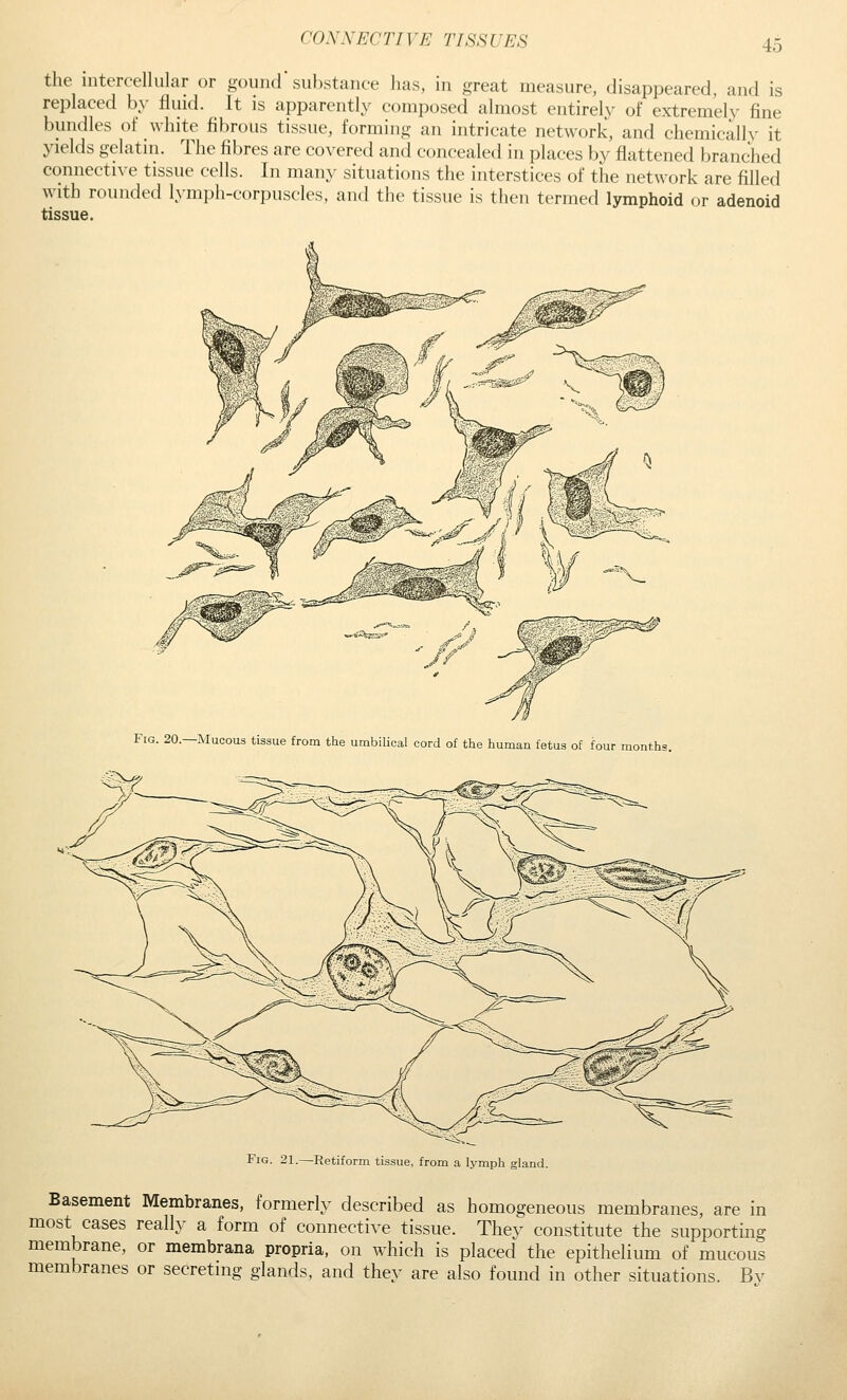 the intercellular or gound substance has, in great measure, disappeared, and is replaced by fluid. It is apparently composed almost entirely of extremely fine bundles of white fibrous tissue, forming an intricate network, and chemically it yields gelatin. The fibres are covered and concealed in places by flattened branched connective tissue cells. In many situations the interstices of the network are filled with rounded lymph-corpuscles, and the tissue is then termed lymphoid or adenoid tissue. Fig. 20.—Mucous tissue from the umbilical cord of the human fetus of four months. ■f Fig. 21.—Retiform tissue, from a lymph gland. Basement Membranes, formerly described as homogeneous membranes, are in most cases really a form of connective tissue. They constitute the supporting membrane, or membrana propria, on which is placed the epithelium of mucous membranes or secreting glands, and they are also found in other situations. Bv