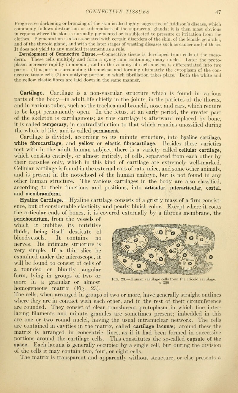 Progressive darkening or bronzing of tlic skin is also highlj' suggestive of Addison's disease, which commonly follows destruction or tuberculosis of the suprarenal glands; it is then most obvious in regions where the skin is normally pigmented or is subjected to pressure or irritation from the clothes. Pigmentation is also associated with certain disorders of the skin, of the female genitaUa, and of the thyroid gland, and with the later stages of wasting diseases such as cancer and phthisis. It does not yield to any medical treatment as a rule. Development of Connective Tissue.—Connective tissue is developed from cells of the meso- derm. Tlu'se cells nudtijjly and form a syncytium containing many nuclei. Later the proto- plasm increases rapidly in amount, and in the vicinity of each nucleus is differentiated into two pai'ts: (1) a portion sm-rounding the nucleus and forming ultimately the cytoplasm of the con- nective tissue cell; (2) an outlying portion in which fibrillation takes place. Both the white and the yellow elastic fibres are laid down in the same manner. Cartilage.—Cartilage is a non-vascular structure which is found in various parts of the body—in adult life chiefly in the joints, in the parietes of the thorax, and in various tubes, such as the trachea and bronchi, nose, and ears, which require to be kept permanently open. In the fetus, at an early period, the greater part of the skeleton is cartilaginous; as this cartilage is afterward replaced by bone, it is called temporary, in contradistinction to that which remains unossified during the whole of life, and is called permanent. Cartilage is di^'ided, according to its minute structure, into hyaline cartilage, white fibrocartilage, and yellow or elastic fibrocartilage. Besides these varieties met with in the adult human subject, there is a variety called cellular cartilage, which consists entirely, or almost entirely, of cells, separated from each other by their capsules only, which in this kind of cartilage are extremely well-marked. Cellular cartilage is found in the external ears of rats, mice, and some other animals, and is present in the notochord of the human embryo, but is not found in any other human structure. The various cartilages in the body are also classified, according to their functions and positions, into articular, interarticular, costal, and membraniform. Hyaline Cartilage.—Hyaline cartilage consists of a gristly mass of a firm consist- ence, but of considerable elasticity and pearly bluish color. Except where it coats the articular ends of bones, it is covered externally by a fibrous membrane, the perichondrium, from the vessels of which it imbibes its nutritive fluids, being itself destitute of bloodvessels. It contains no nerves. Its intimate structure is very simple. If a thin slice be examined under the microscope, it will be found to consist of cells of a rounded or bluntly angular form, lying in groups of two or more in a granular or almost homogeneous matrix (Fig. 23). The cells, when arranged in groups of two or more, have generally straight outlines where they are in contact with each other, and in the rest of their circumference are rounded. They consist of clear translucent protoplasm in which fine inter- lacing filaments and minute granules are sometimes present; imbedded in this are one or two round nuclei, having the usual intranuclear network. The cells are contained in cavities in the matrix, called cartilage lacunae; around these the matrix is arranged in concentric lines, as if it had been formed in successive portions around the cartilage cells. This constitutes the so-called capsule of the space. Each lacuna is generally occupied by a single cell, but during the division of the cells it may contain two, four, or eight cells. The matrix is transparent and apparently without structure, or else presents a Fig. 23.—Human cartilage cells from the cricoid cartilage. X 350