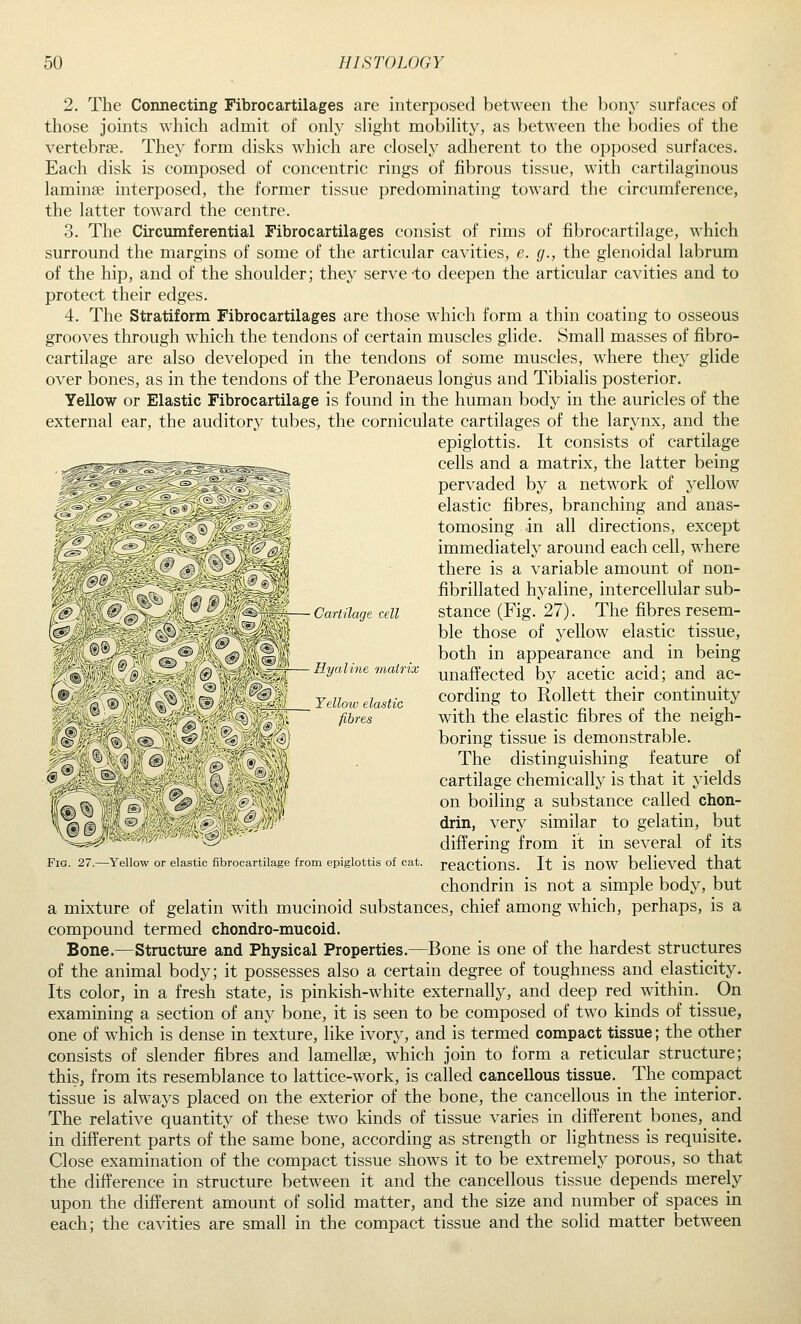 2. The Connecting Fibrocartilages are interposed between the bony surfaces of those joints which admit of only sHght mobihty, as between the bodies of the vertebrae. They form disks which are closely adherent to the opposed surfaces. Each disk is composed of concentric rings of fibrous tissue, with cartilaginous laminae interposed, the former tissue predominating toward the circumference, the latter toward the centre. 3. The Circumferential Fibrocartilages consist of rims of fibrocartilage, which surround the margins of some of the articular cavities, e. g., the glenoidal labrum of the hip, and of the shoulder; they serve-to deepen the articular cavities and to protect their edges. 4. The Stratiform Fibrocartilages are those which form a thin coating to osseous grooves through which the tendons of certain muscles glide. Small masses of fibro- cartilage are also developed in the tendons of some muscles, where they glide over bones, as in the tendons of the Peronaeus longus and Tibialis posterior. Yellow or Elastic Fibrocartilage is found in the human body in the auricles of the external ear, the auditory tubes, the corniculate cartilages of the larynx, and the epiglottis. It consists of cartilage cells and a matrix, the latter being pervaded by a network of yellow elastic fibres, branching and anas- tomosing in all directions, except immediately around each cell, where there is a variable amount of non- fibrillated hyaline, intercellular sub- stance (Fig. 27). The fibres resem- ble those of yellow elastic tissue, both in appearance and in being unaffected by acetic acid; and ac- cording to Rollett their continuity with the elastic fibres of the neigh- boring tissue is demonstrable. The distinguishing feature of cartilage chemically is that it yields on boiling a substance called chon- drin, very similar to gelatin, but differing from it in several of its reactions. It is now believed that chondrin is not a simple body, but a mixture of gelatin with mucinoid substances, chief among which, perhaps, is a compound termed chondro-mucoid. Bone.—Structure and Physical Properties.—Bone is one of the hardest structures of the animal body; it possesses also a certain degree of toughness and elasticity. Its color, in a fresh state, is pinkish-white externally, and deep red within. On examining a section of any bone, it is seen to be composed of two kinds of tissue, one of which is dense in texture, like ivory, and is termed compact tissue; the other consists of slender fibres and lamellae, which join to form a reticular structure; this, from its resemblance to lattice-work, is called cancellous tissue. The compact tissue is always placed on the exterior of the bone, the cancellous in the interior. The relative quantity of these two kinds of tissue varies in different bones, and in different parts of the same bone, according as strength or lightness is requisite. Close examination of the compact tissue shows it to be extremely porous, so that the difference in structure between it and the cancellous tissue depends merely upon the different amount of solid matter, and the size and number of spaces in each; the cavities are small in the compact tissue and the solid matter between Cartilage cell Hyaline tnatrix Yellow elastic fibres Fig. 27.—Yellow or elastic fibrocartilage from epiglottis of cat.