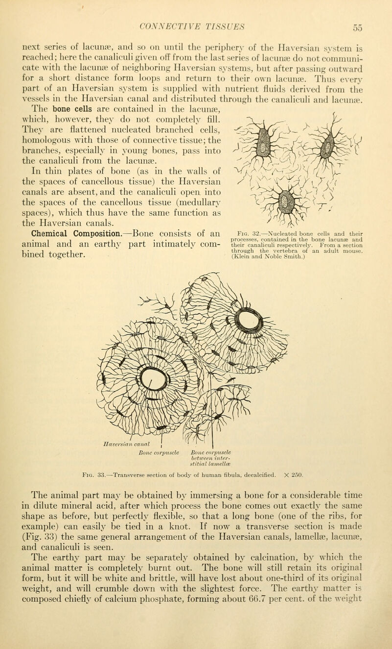 next series of lacuna', and so on until the ])eriphery of the Haversian system is reached; here the canaliculi given oft' from the last series of lacunae do not communi- cate with the lacumie of neighboring Haversian systems, but after passing outward for a short distance form loops and return to their own lacunie. Thus every part of an Haversian system is sui)i)lied with nutrient fluids derived from the vessels in the Haversian canal and distributetl through the canaliculi and lacunae. The bone cells are contained in the lacunae, which, liowe\er, they do not completely fill. They are flattened nucleated branched cells, homologous with those of connective tissue; the branches, especially in young bones, pass into the canaliculi from the lacunae. In thin plates of bone (as in the walls of the spaces of cancellous tissue) the Haversian canals are absent, and the canaliculi open into the spaces of the cancellous tissue (medullary spaces), which thus have the same function as the Haversian canals. Chemical Composition.—Bone consists of an Fig. 32.—Nucleated bone cells and their , -I . 1 _L • J • J 1 processes, contained in the bone lacunae and animal and an earthy part intimately com- their canalicuU respectively. From a section U ■ J X _ j-1 through the vertebra of an adult mouse. bmed tOgetlier. (Klein and Noble smith.) Eaversian canal Done corpuscle Bone corpuscle between inter- stitial lamellce Fig. 33.—Transverse section of body of human fibula, decalcified. X 250. The animal part may be obtained by immersing a bone for a considerable time in dilute mineral acid, after which process the bone comes out exactly the same shape as before, but perfectly flexible, so that a long bone (one of the ribs, for example) can easily be tied in a knot. If now a transverse section is made (Fig. 33) the same general arrangement of the Haversian canals, lamellae, lacunae, and canaliculi is seen. The earthy part may be separately obtained by calcination, by which the animal matter is completely burnt out. The bone wdll still retain its original form, but it will be white and brittle, wall have lost about one-third of its original weight, and wall crumble down with the slightest force. The earthy matter is composed chiefly of calcium phosphate, forming about 66.7 per cent, of the weight