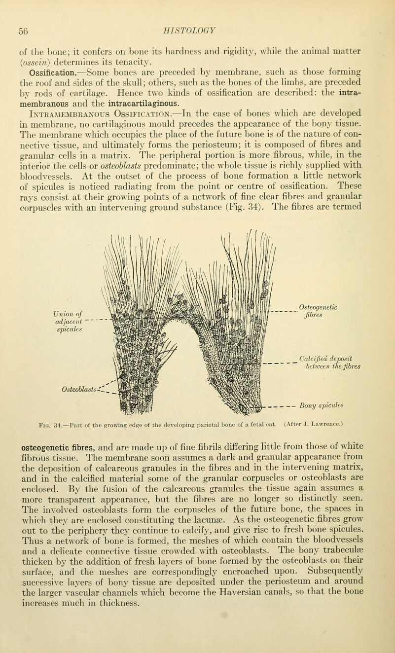 of the bone; it confers on bone its hardness and rigidity, while the animal matter (ossein) determines its tenacity. Ossification.—Some bones are preceded by membrane, such as those forming the roof and sides of the skull; others, such as the bones of the limbs, are preceded by rods of cartilage. Hence two kinds of ossification are described: the intra- membranous and the intracartilaginous. Inteamembranous Ossification.—In the case of bones which are developed in membrane, no cartilaginous mould precedes the appearance of the bony tissue. The membrane which occupies the place of the future bone is of the nature of con- nective tissue, and ultimately forms the periosteum; it is composed of fibres and granular cells in a matrix. The peripheral portion is more fibrous, while, in the interior the cells or osteoblasts predominate; the whole tissue is richly supplied with bloodvessels. At the outset of the process of bone formation a little network of spicules is noticed radiating from the point or centre of ossification. These rays consist at their growing points of a network of fine clear fibres and granular corpuscles with an intervening ground substance (Fig. 34). The fibres are termed Union of adjacent spicules Osteoblasts ^^^ __ Osteogenetic fibres _ Calcified deposit betweev the fibres Bony spicules Fig. 34.—Part of the growing edge of the developing parietal bone of a fetal cat. (After J. Lawrence.) osteogenetic fibres, and are made up of fine fibrils differing little from those of white fibrous tissue. The membrane soon assumes a dark and granular appearance from the deposition of calcareous granules in the fibres and in the intervening matrix, and in the calcified material some of the granular corpuscles or osteoblasts are enclosed. By the fusion of the calcareous granules the tissue again assumes a more transparent appearance, but the fibres are no longer so distinctly seen. The involved osteoblasts form the corpuscles of the future bone, the spaces in which they are enclosed constituting the lacunae. As the osteogenetic fibres grow out to the periphery they continue to calcify, and give rise to fresh bone spicules. Thus a network of bone is formed, the meshes of which contain the bloodvessels and a delicate connective tissue crowded with osteoblasts. The bony trabeculse thicken by the addition of fresh layers of bone formed by the osteoblasts on their surface, and the meshes are correspondingly encroached upon. Subsequently successive layers of bony tissue are deposited under the periosteum and around the larger vascular channels which become the Haversian canals, so that the bone increases much in thickness.