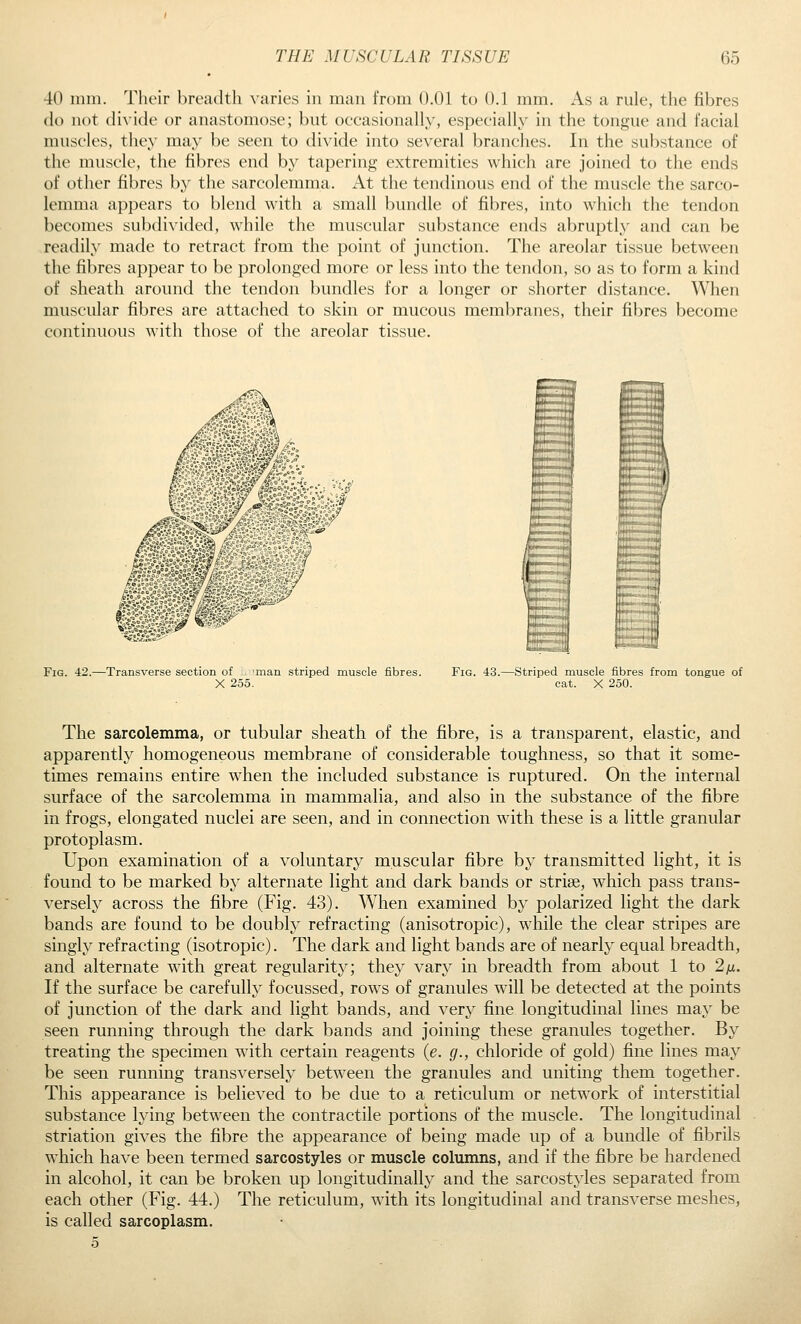 40 inm. Their bretultli varies in man from 0.01 to 0.1 mm. As a rule, the fibres do not divide or anastomose; but occasionally, especially in the tongue and facial muscles, they may be seen to divide into several branches. In the substance of the muscle, the fibres end by tapering extremities which are joined to the ends of other fibres by the sarcolemma. At the tendinous end of the muscle the sarco- lemma appears to blend with a small bundle of fibres, into which the tendon becomes subdivided, while the muscular substance ends abruptly and can be readily made to retract from the point of junction. The areolar tissue between the fibres appear to be prolonged more or less into the tendon, so as to form a kind of sheath around the tendon bundles for a longer or shorter distance. When muscular fibres are attached to skin or mucous membranes, their fibres become continuous with those of the areolar tissue. ^I'l^tS- Fig. 42.—Transverse section of 'man striped muscle fibres. X 255. Fig. 43.—Striped muscle fibres from tongue of cat. X 250. The sarcolemma, or tubular sheath of the fibre, is a transparent, elastic, and apparently homogeneous membrane of considerable toughness, so that it some- times remains entire when the included substance is ruptured. On the internal surface of the sarcolemma in mammalia, and also in the substance of the fibre in frogs, elongated nuclei are seen, and in connection with these is a little granular protoplasm. Upon examination of a voluntary muscular fibre by transmitted light, it is found to be marked by alternate light and dark bands or striae, which pass trans- versely across the fibre (Fig. 43). When examined by polarized light the dark bands are found to be doubly refracting (anisotropic), while the clear stripes are singly refracting (isotropic). The dark and light bands are of nearly equal breadth, and alternate with great regularity; they vary in breadth from about 1 to 2/i. If the surface be carefully focussed, rows of granules will be detected at the points of junction of the dark and light bands, and very fine longitudinal lines may be seen running through the dark bands and joining these granules together. By treating the specimen with certain reagents {e. g., chloride of gold) fine lines may be seen running transversely between the granules and uniting them together. This appearance is believed to be due to a reticulum or network of interstitial substance lying betw^een the contractile portions of the muscle. The longitudinal striation gives the fibre the appearance of being made up of a bundle of fibrils which have been termed sarcostyles or muscle columns, and if the fibre be hardened in alcohol, it can be broken up longitudinally and the sarcostjdes separated from each other (Fig. 44.) The reticulum, with its longitudinal and transverse meshes, is called sarcoplasm.
