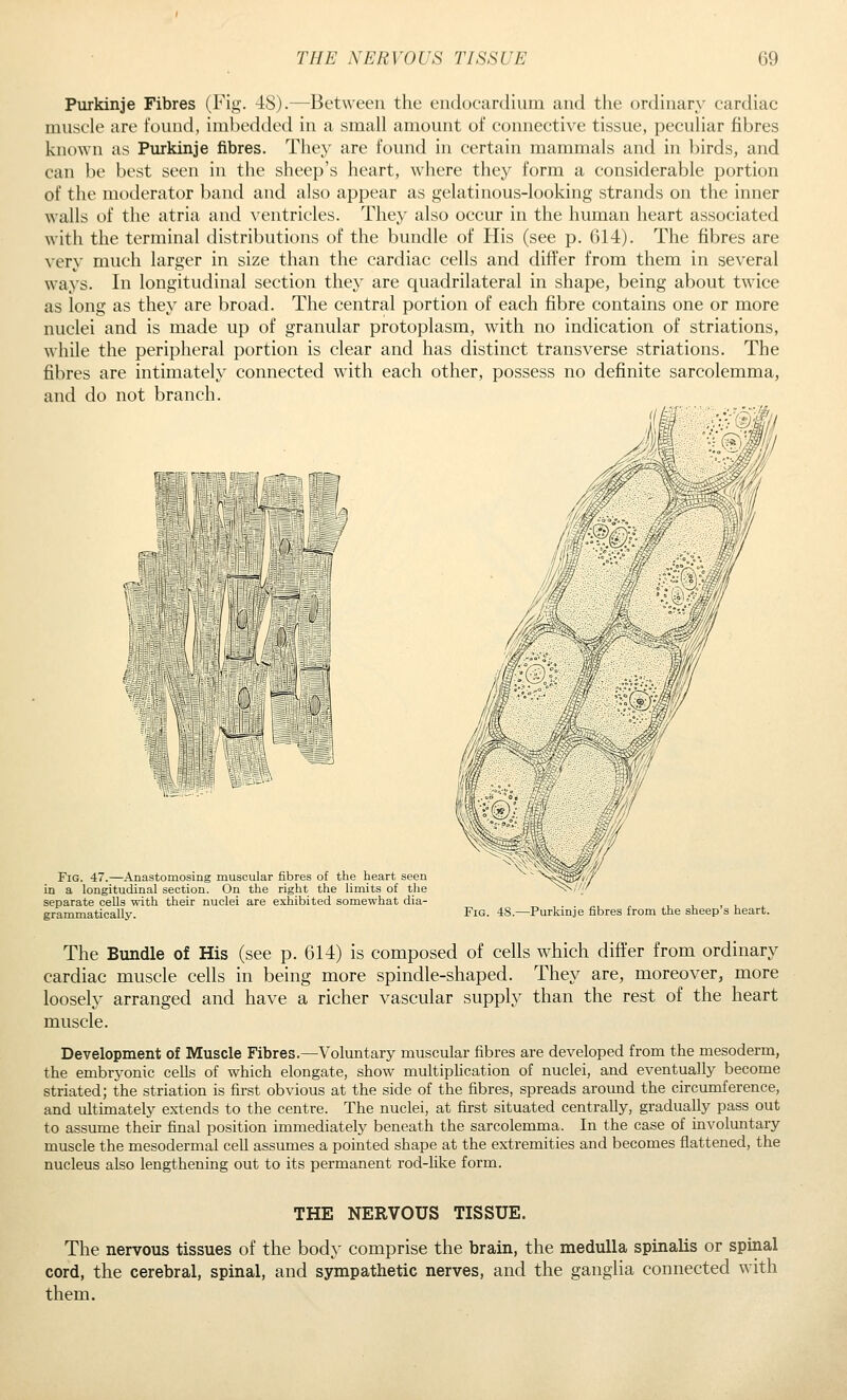 Purkinje Fibres (Fig. 48).—Between the endocardium and the ordinary cardiac muscle are found, imbedded in a small amount of connective tissue, peculiar fibres known as Purkinje fibres. They are found in certain mammals and in birds, and can be best seen in the sheep's heart, where they form a considerable portion of the moderator band and also appear as gelatinous-looking strands on the inner walls of the atria and ^'ent^icles. They also occur in the human heart associated with the terminal distributions of the bundle of His (see p. 614). The fibres are very much larger in size than the cardiac cells and differ from them in several ways. In longitudinal section they are quadrilateral in shape, being about twice as long as they are broad. The central portion of each fibre contains one or more nuclei and is made up of granular protoplasm, with no indication of striations, while the peripheral portion is clear and has distinct transverse striations. The fibres are intimately connected with each other, possess no definite sarcolemma, and do not branch. .,—r^- re[^i=^ '^ Fig. 47.—Anastomosing muscular fibres of the heart seen in a longitudinal section. On the right the limits of the separate cells with their nuclei are exhibited somewhat dia- grammatically. Fig. 48.—Purkinje fibres from the sheep's heart. The Bundle of His (see p. 614) is composed of cells which differ from ordinary cardiac muscle cells in being more spindle-shaped. They are, moreover, more loosely arranged and have a richer vascular supply than the rest of the heart muscle. Development of Muscle Fibres.—Voluntary muscular fibres are developed from the mesoderm, the embryonic cells of which elongate, show multipHcation of nuclei, and eventually become striated; the striation is first obvious at the side of the fibres, spreads around the circumference, and ultimately extends to the centre. The nuclei, at first situated centrally, gradually pass out to assume their final position immediately beneath the sarcolemma. In the case of involuntary muscle the mesodermal cell assumes a pointed shape at the extremities and becomes flattened, the nucleus also lengthening out to its permanent rod-like form. THE NERVOUS TISSUE. The nervous tissues of the body comprise the brain, the medulla spinalis or spinal cord, the cerebral, spinal, and sympathetic nerves, and the ganglia connected with them.