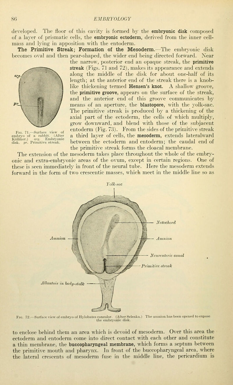 developed. The floor of this ca^•ity is formed by the embryonic disk composed of a layer of prismatic cells, the embryonic ectoderm, deri\ed from the inner cell- mass and lying in apposition with the entoderm. The Primitive Streak; Formation of the Mesoderm.—The embryonic disk becomes oval and then pear-shaped, the wider end being directed forward. Near the narrow, posterior end an opaque streak, the primitive streak (Figs. 71 and 72), makes its appearance and extends along the middle of the disk for about one-half of its length; at the anterior end of the streak there is a knob- like thickening termed Hensen's knot. A shallow groove, the primitive groove, appears on the surface of the streak, and the anterior end of this groove communicates by means of an aperture, the blastopore, with the yolk-sac. The primitive streak is produced by a thickening of the axial part of the ectoderm, the cells of which multiply, grow downward, and blend with those of the subjacent entoderm (Fig. 73). From the sides of the primitive streak a third layer of cells, the mesoderm, extends lateralward between the ectoderm and entoderm; the caudal end of the primitive streak forms the cloacal membrane. The extension of the mesoderm takes place throughout the whole of the embry- onic and extra-embryonic areas of the ovum, except in certain regions. One of these is seen immediately in front of the neural tube. Here the mesoderm extends forward in the form of two crescentic masses, which meet in the middle line so as -Surface view of (After rabbit. Kolliker.) arg. Embryonic disk. pr. Primitive streak Yolk- A')nnion Allatitois in body-stalk — Notochord ~~ Amnion y^ Neurenteric canal Primitive streak Fig. r2.—Surface view of embryo of Hylobates concolor. (After Selenka.) The amnion has been opened to expose the embryonic disk. to enclose behind them an area which is devoid of mesoderm. Over this area the ectoderm and entoderm come into direct contact wdth each other and constitute a thin membrane, the buccopharyngeal membrane, which forms a septum between the primitive mouth and pharynx. In front of the buccopharyngeal area, where the lateral crescents of mesoderm fuse in the middle line, the pericardium is