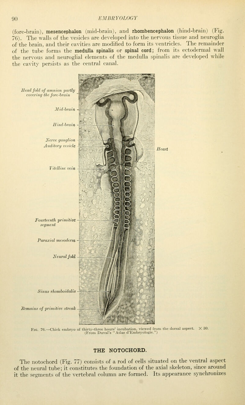 (fore-brain), mesencephalon (mid-brain), and rhombencephalon (^hind-brainj (Fig. 76). The walls of the vesicles are developed into the nervous tissue and neuroglia of the brain, and their cavities are modified to form its ventricles. The remainder of the tube forms the medulla spinalis or spinal cord; from its ectodermal wall the nervous and neuroglial elements of the medulla spinalis are developed while the cavity persists as the central canal. Head fold of amnion partlp covering the fore-brain 2Iid-brain -r Uind-hrain l^erve ganglion Auditory vesicle - Vitelline vein Fourteenth primitive segment Paraxial mesoderm Neural fold, Sinus rhomboidalis JRemains of primitive streak HeaH Fig. 76.—Chick embrv'O of thirty-three hours' incubation, viewed from the dorsal aspect. X 30. (From Duval's Atlas d'Embryologie.; THE NOTOCHORD. The notochord (Fig. 77) consists of a rod of cells situated on the ventral aspect of the neural tube; it constitutes the foundation of the axial skeleton, since around it the segments of the vertebral column are formed. Its appearance synchronizes